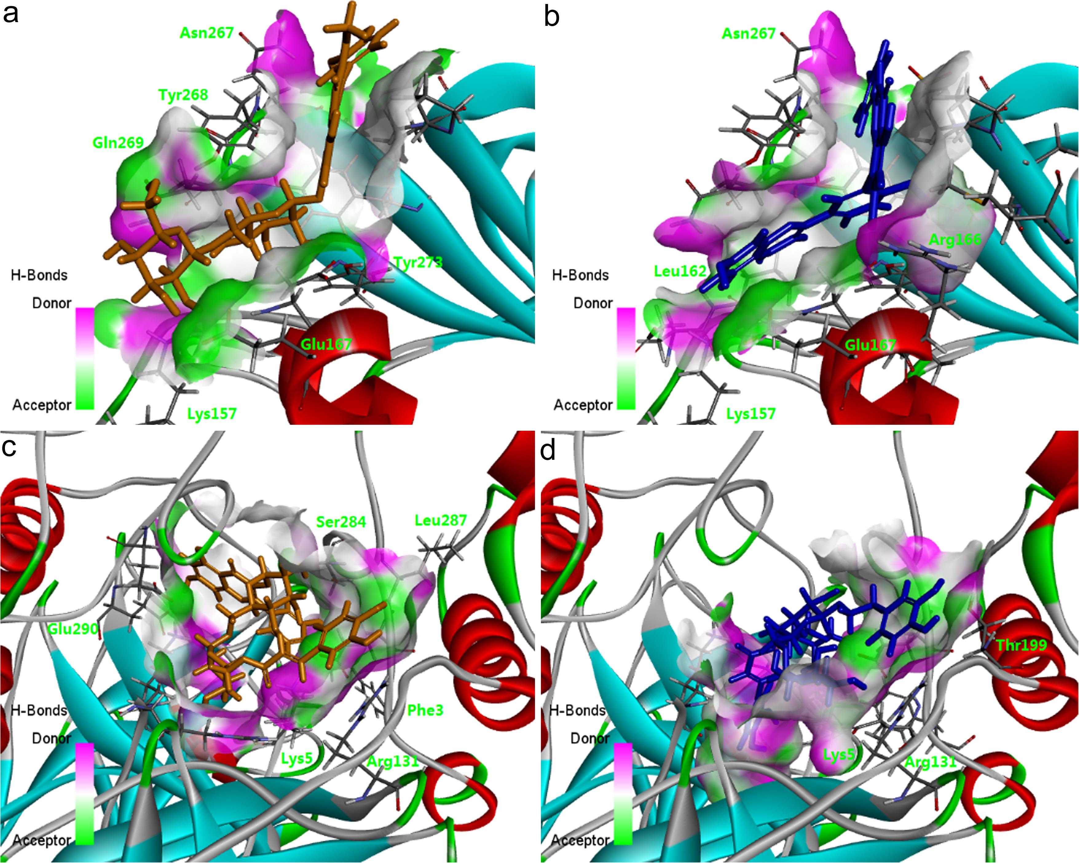 The 3D binding patterns of the top hits in the detailed binding sites with the H-bond surface comprising MOL003130 in PLPro (a), MOL002037 in PLPro (b), MOL003008 in Mpro (c), and MOL003337 in Mpro (d).