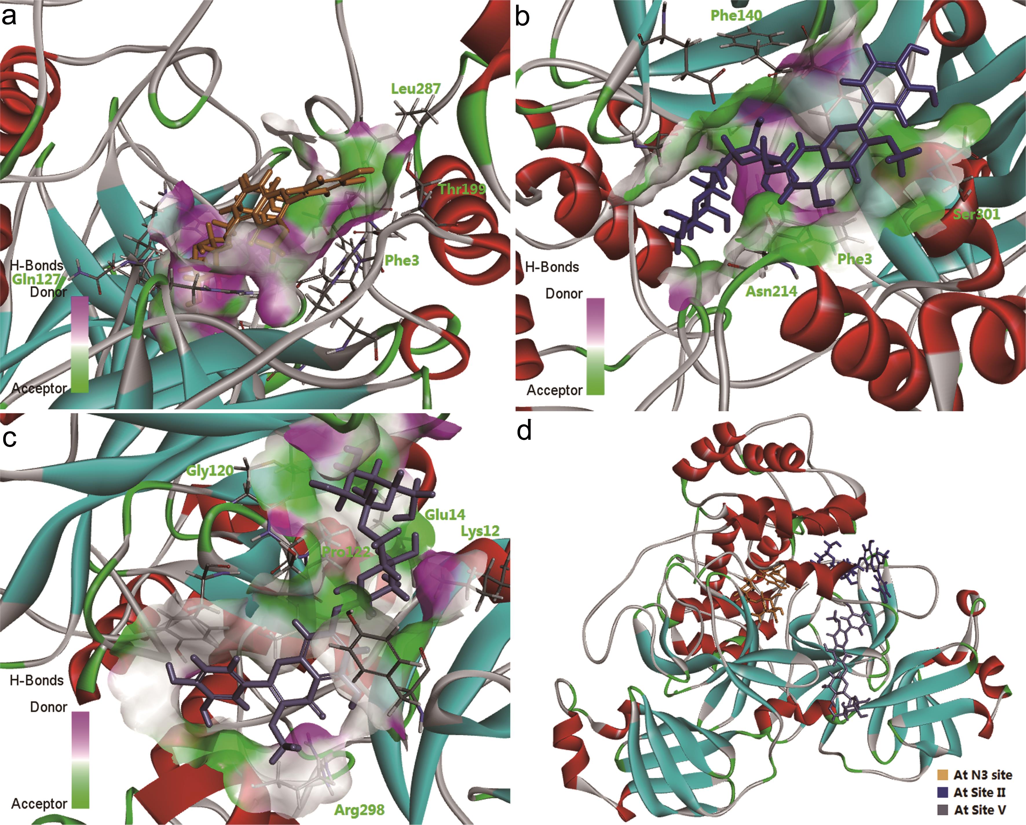 The 3D binding patterns of MOL003130 to SARS-CoV-2 detailed in the N3-binding site (a), Sites II (b) and V (c), and in the relative positions of the above sites (d).