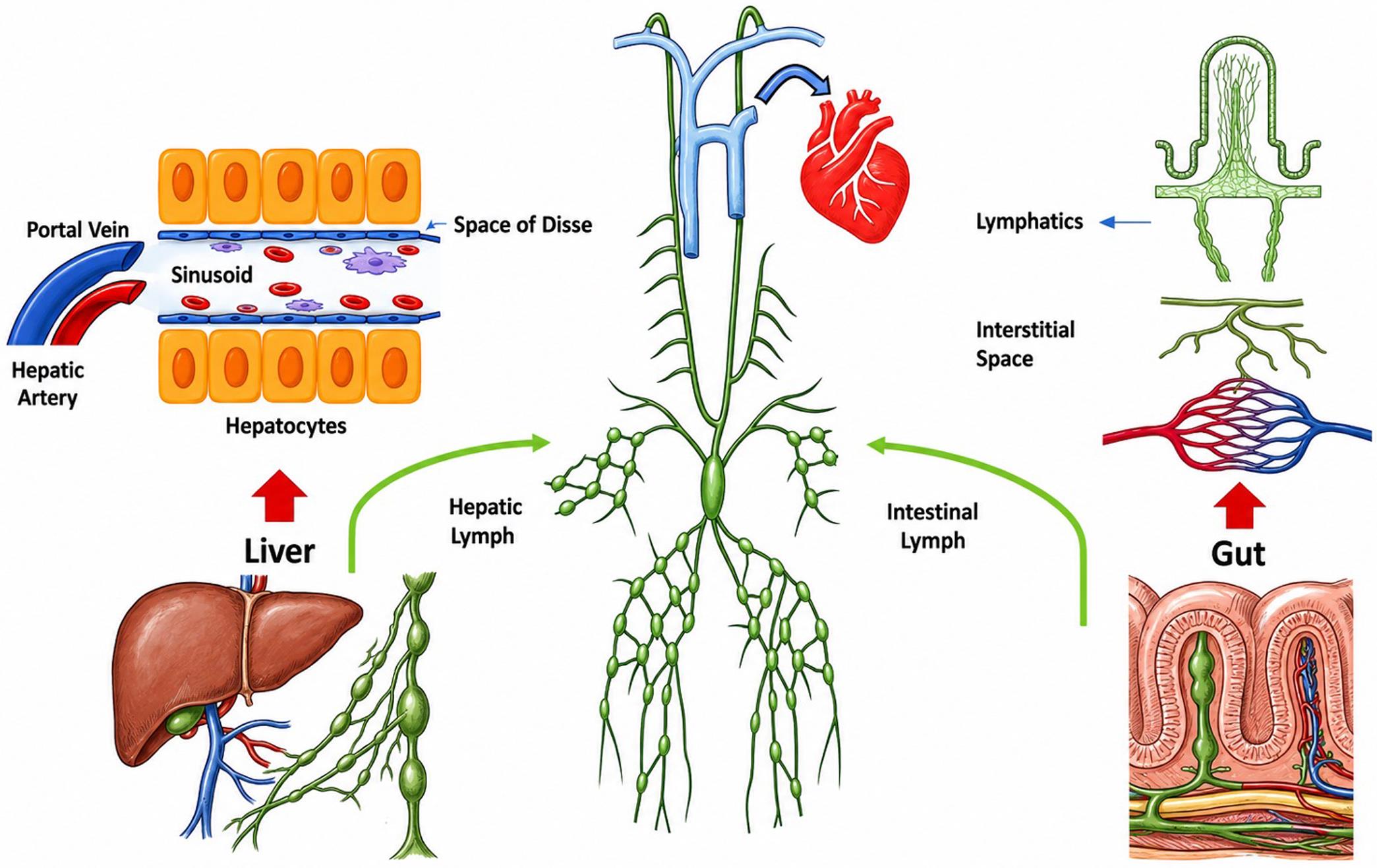 The hepatic and intestinal lymphatic systems.