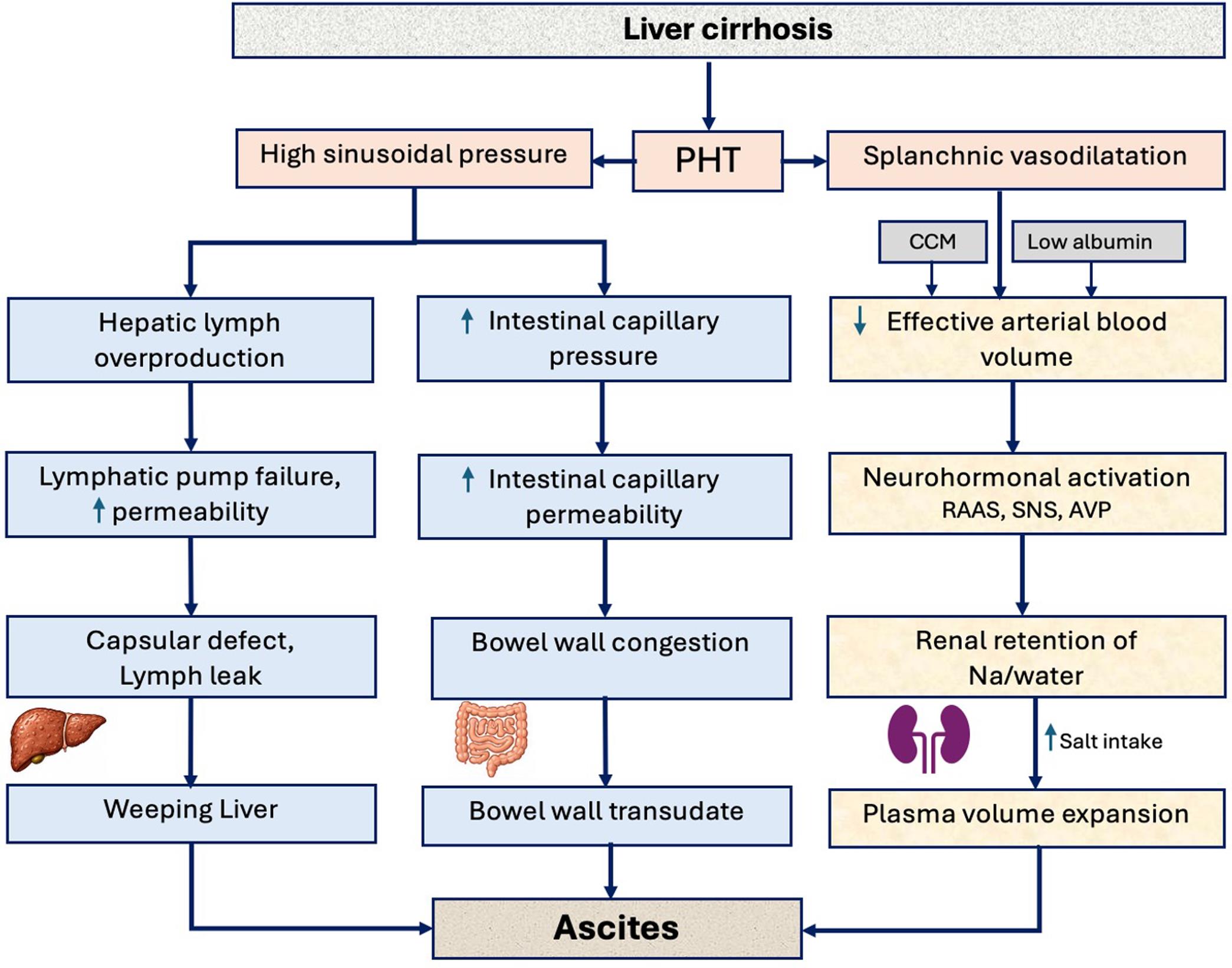 An overview of the pathophysiology of ascites in patients with cirrhosis.