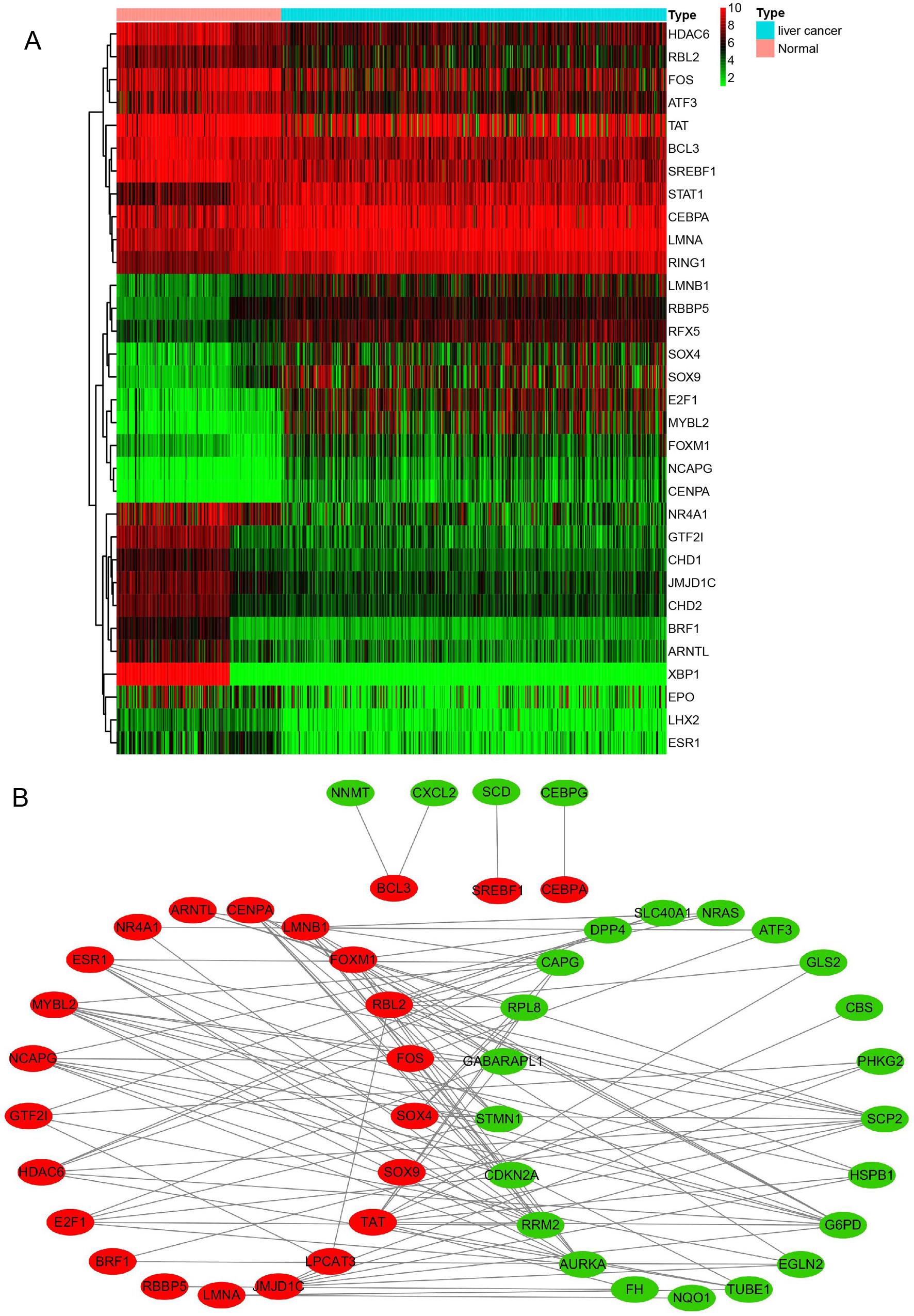 Differential analysis of TFs and construction of the TF-ferrGene regulatory network.