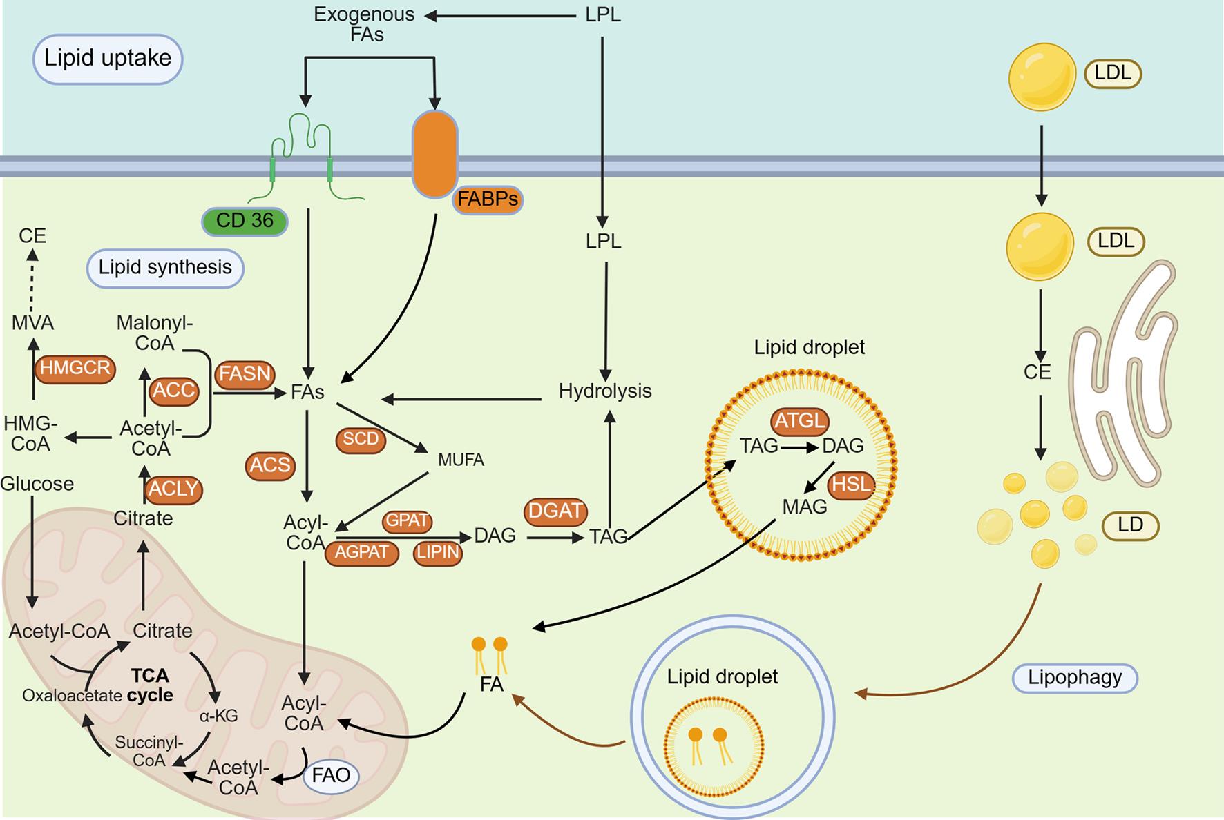 Lipid metabolic pathways in HCC.