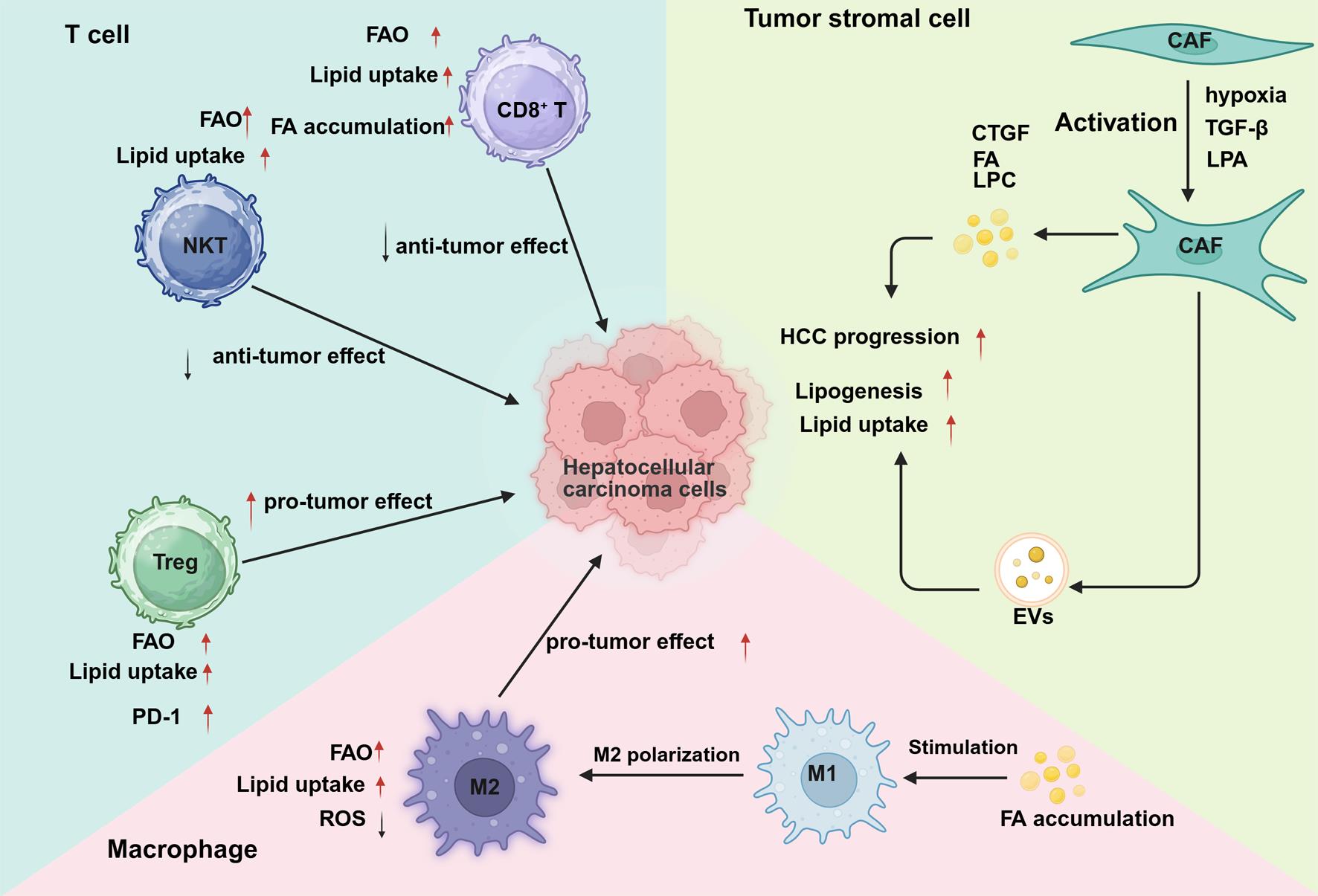 Effects of TME lipid metabolism on immune and stromal cells.