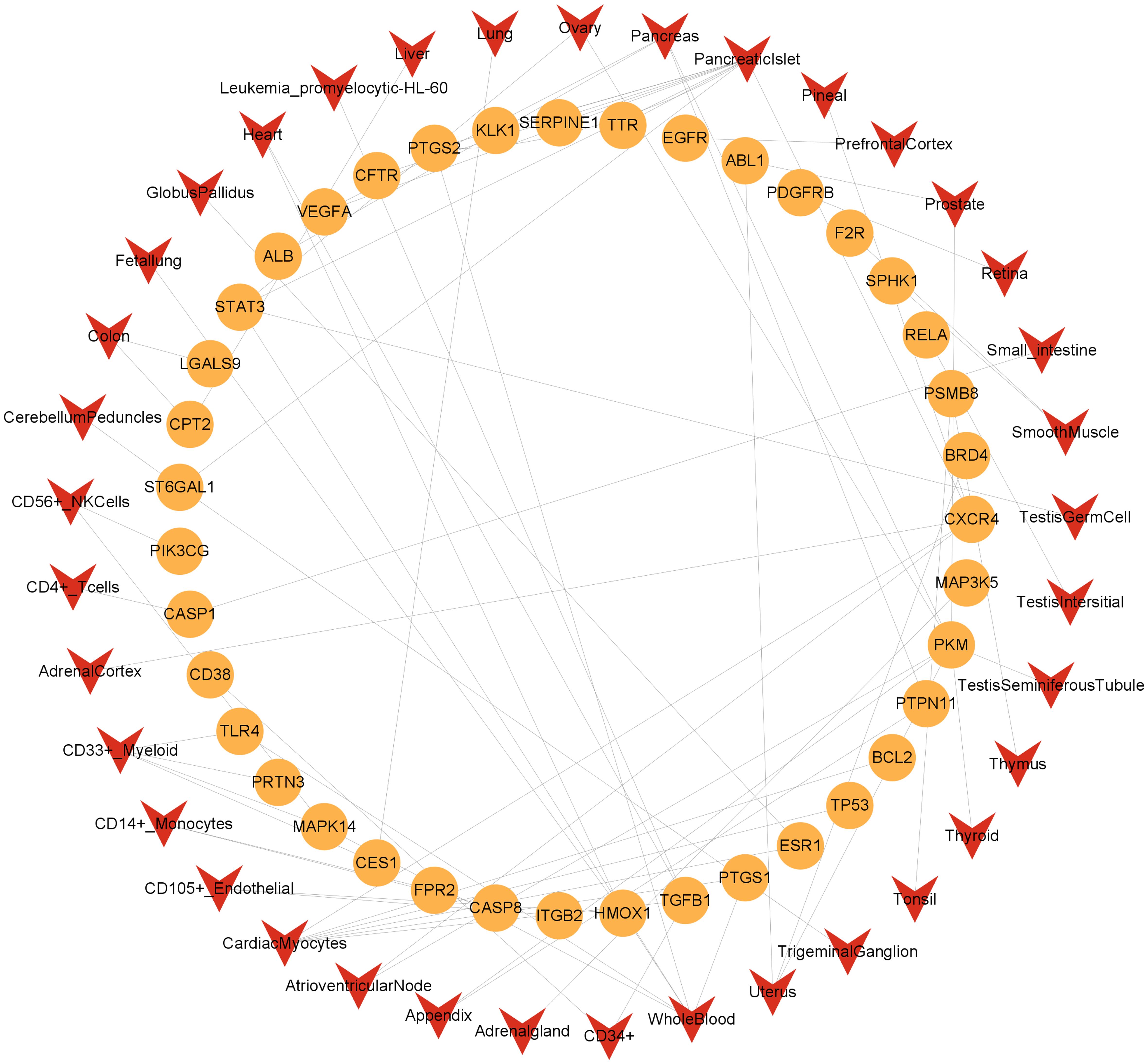 Network diagram of potential therapeutic targets-tissues/cells.