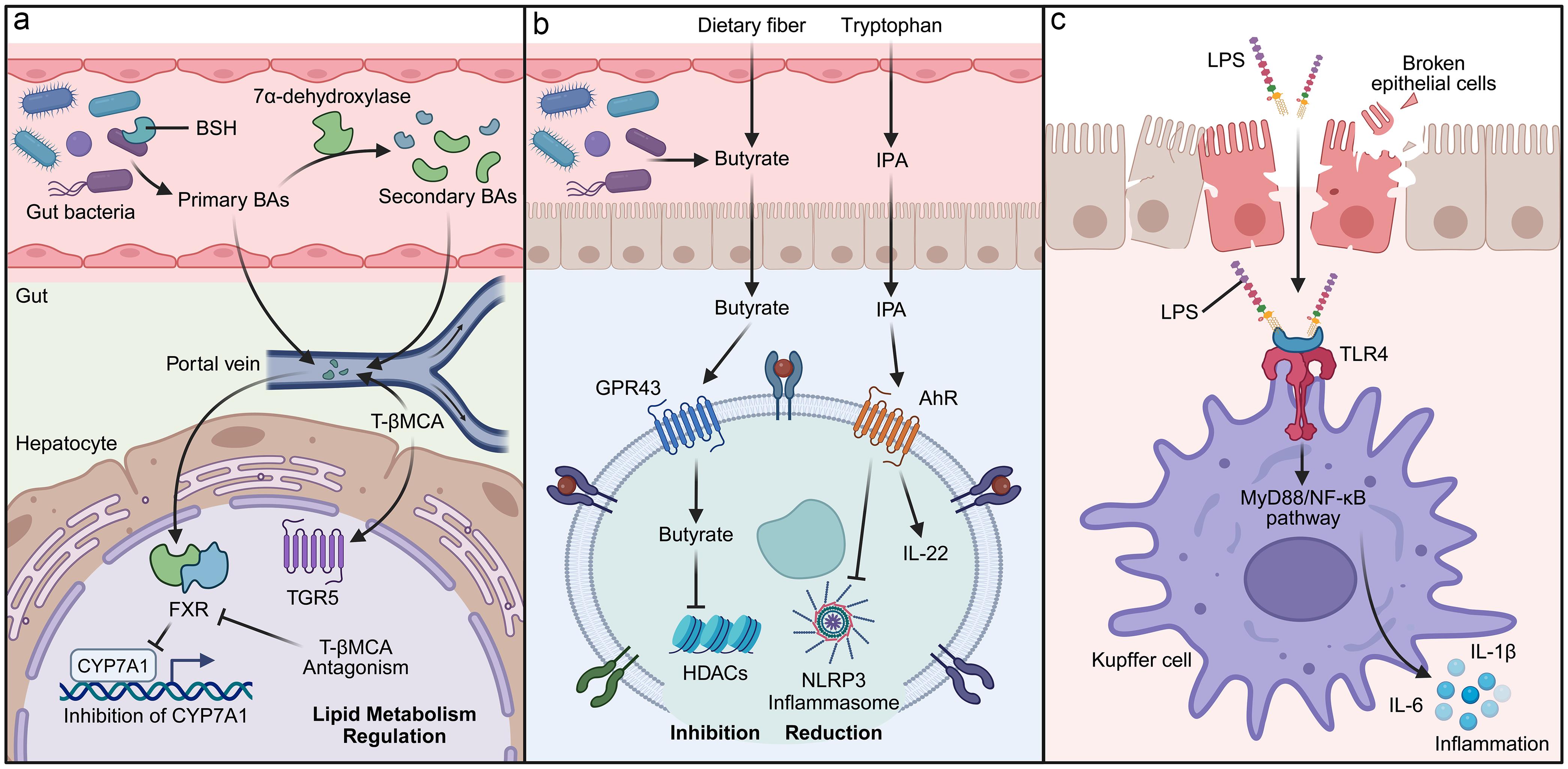 Deciphering intrahepatic signaling: Metabolites, immunity, and barrier integrity.
