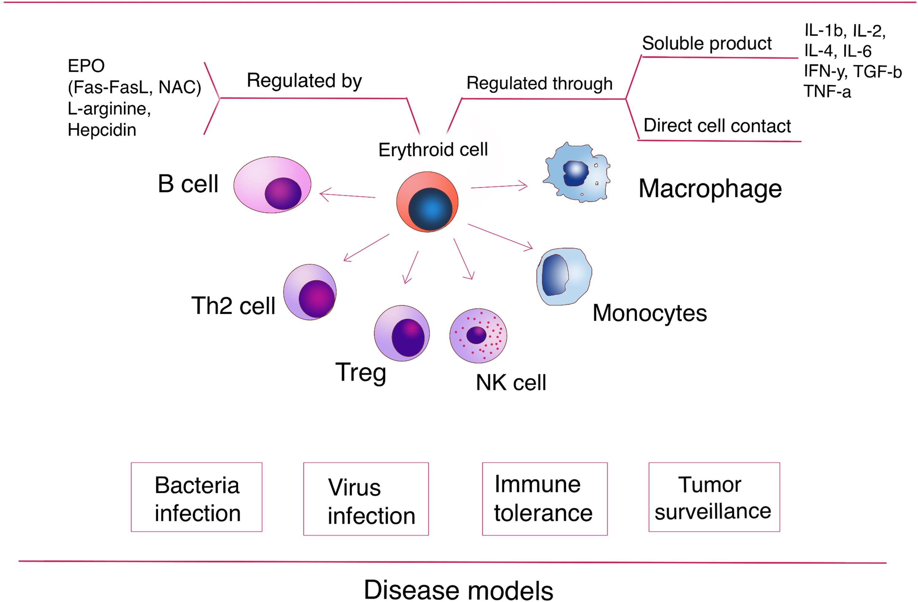 <bold>Mechanism of immune regulation of erythroid cells.</bold> Erythroid cells can regulate on different cell types including both lymphoid cells (B cell, Th2 cell, Treg, NK cells and myeloid cells (macrophage, monocyte), through either soluble cytokines, or direct cell contacts. The upper stream regulators of erythroid cell include EPO (through Fas-FasL and NAC), L-arginine and Hepcidin. The immune regulatory roles of erythroid cells have been evidenced across disease models, including bacteria and virus infection, as well as immune tolerance and tumor surveillance.