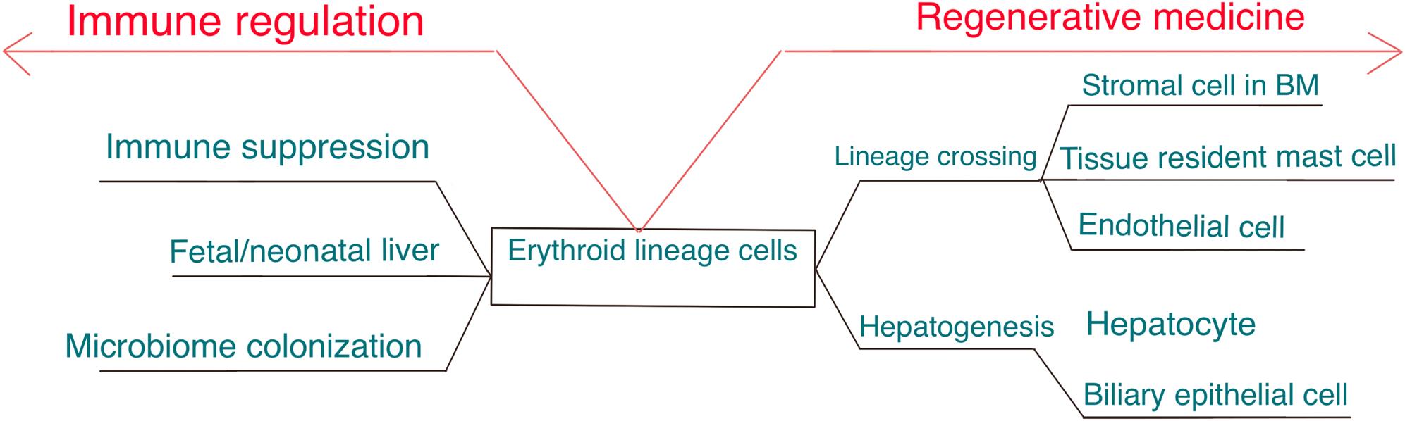 <bold>Emerging roles of erythroid lineage cells in the liver.</bold> Erythroid lineage cells have shown potential of immune regulation and regenerative medicine. Future investigations may highlight their role in immune suppression, fetal/perinatal liver disease and microbiota-host interactions. On the arm of regenerative medicine, their role to participate in lineage crossing and hepatogenesis will be further investigated.