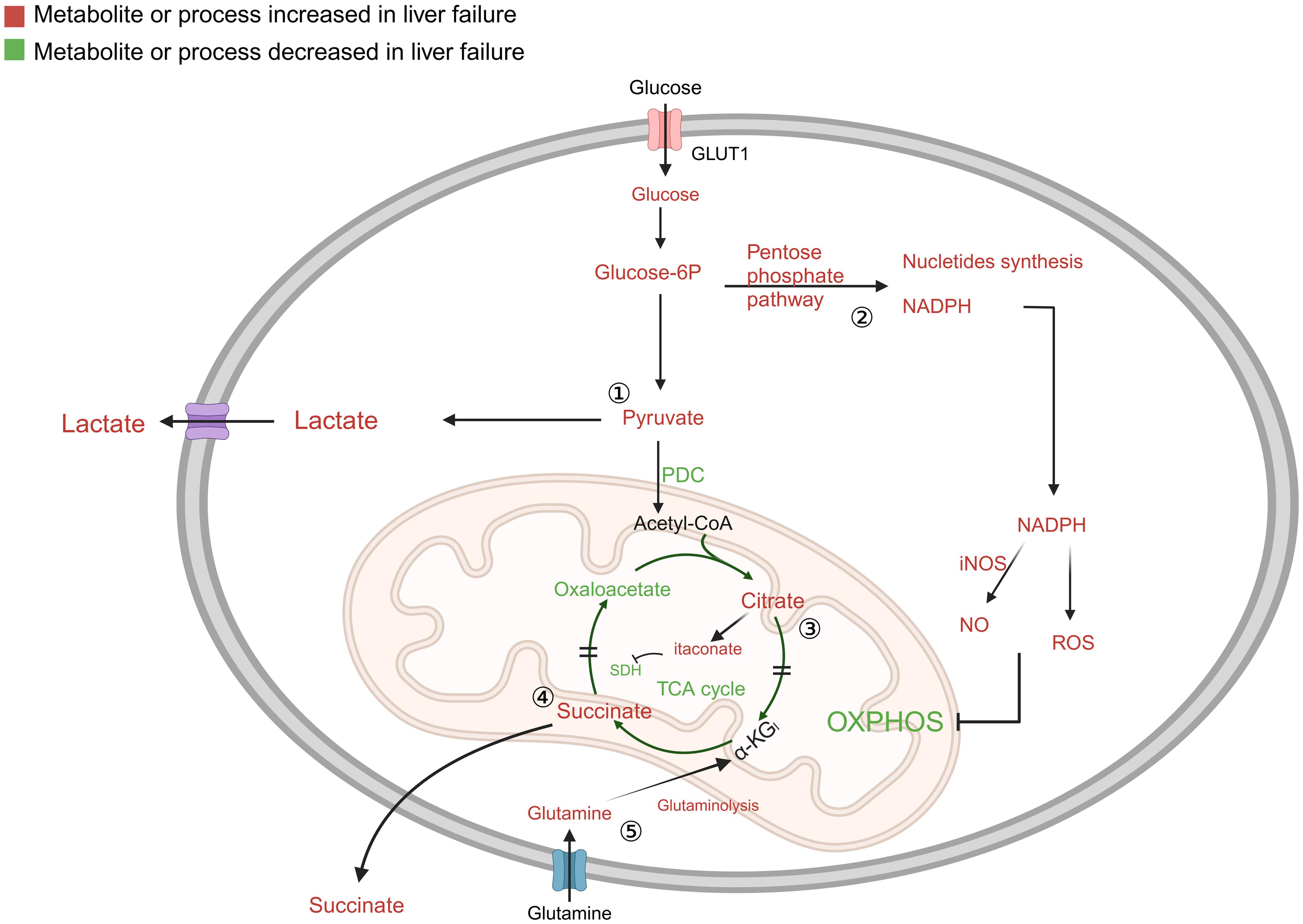 Alterations in glucose metabolism and key metabolites during liver ACLF (acute-on-chronic liver failure) in immune cells.