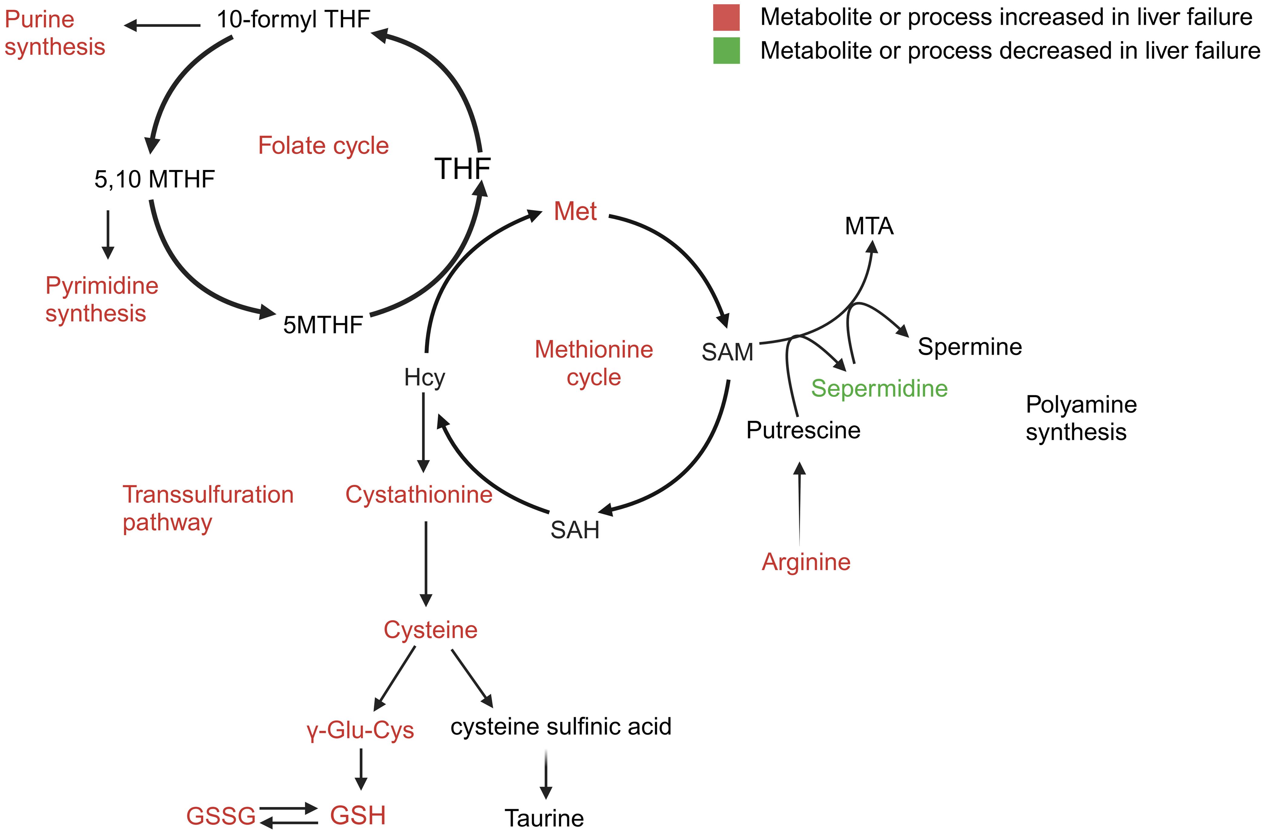 Alterations in amino acid metabolism during ACLF (acute-on-chronic liver failure).