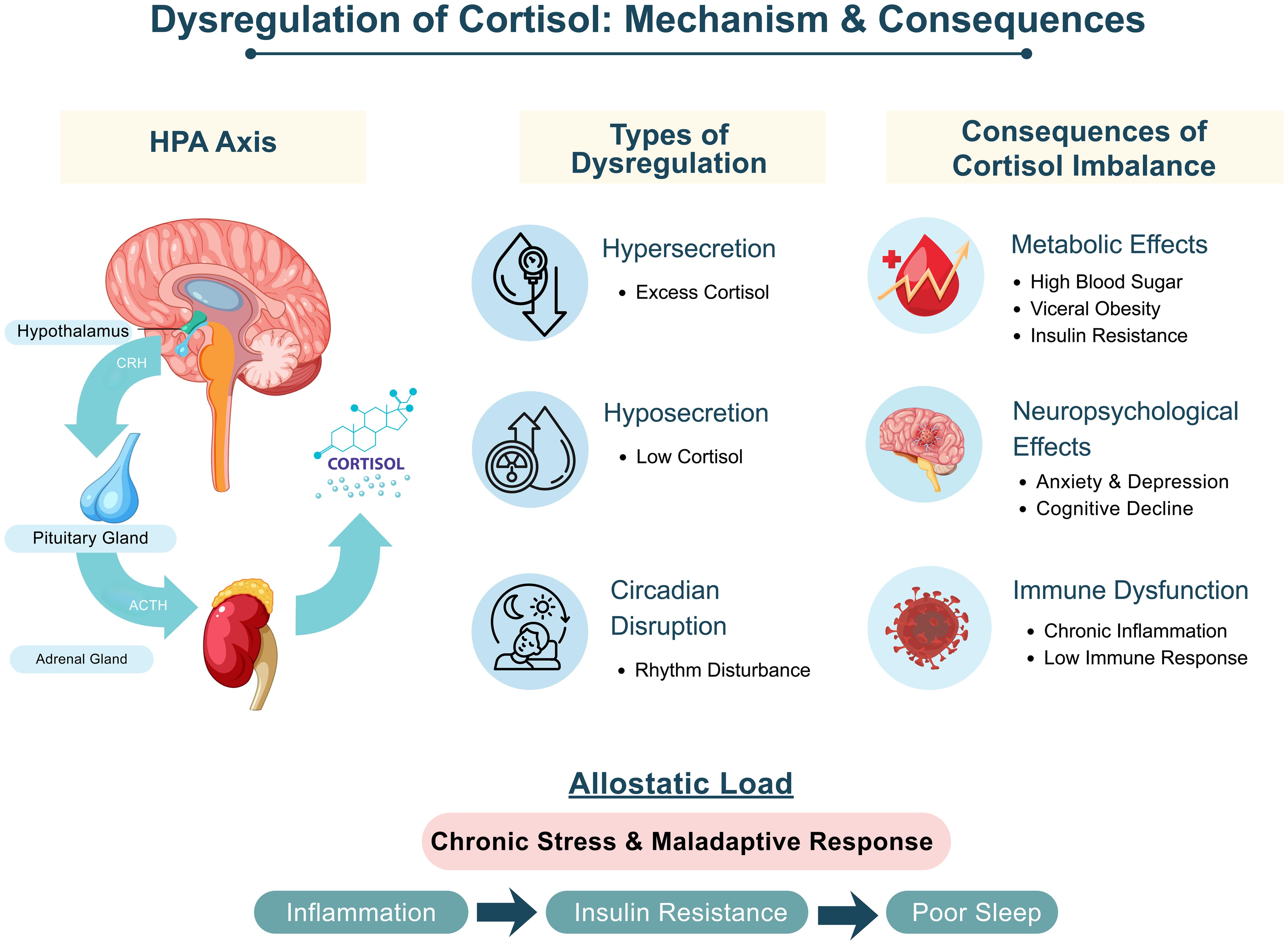 Mechanisms of cortisol dysregulation and their systemic consequences.