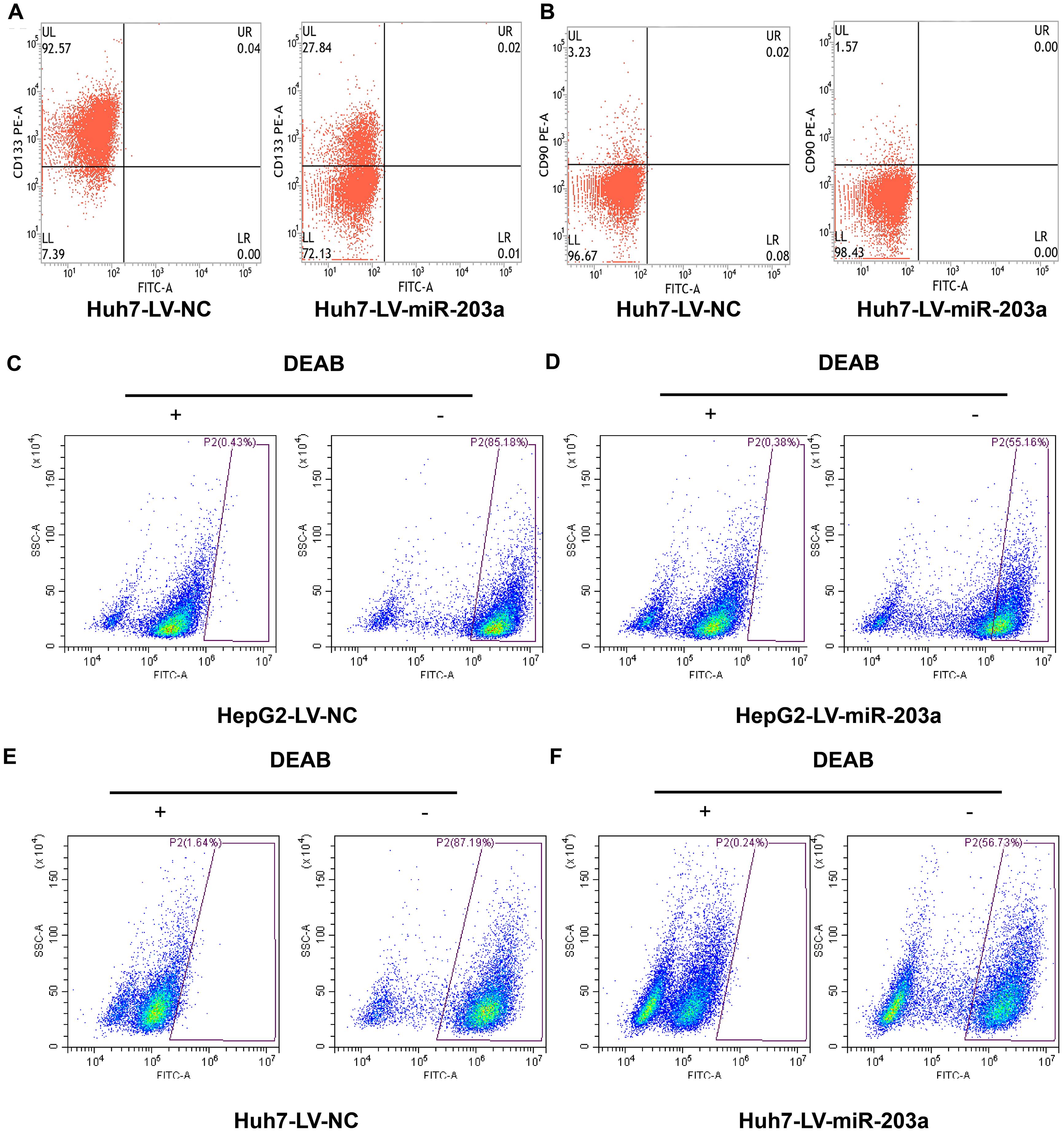 MiR-203a affects the expression levels of stem cell markers of HCC cells.