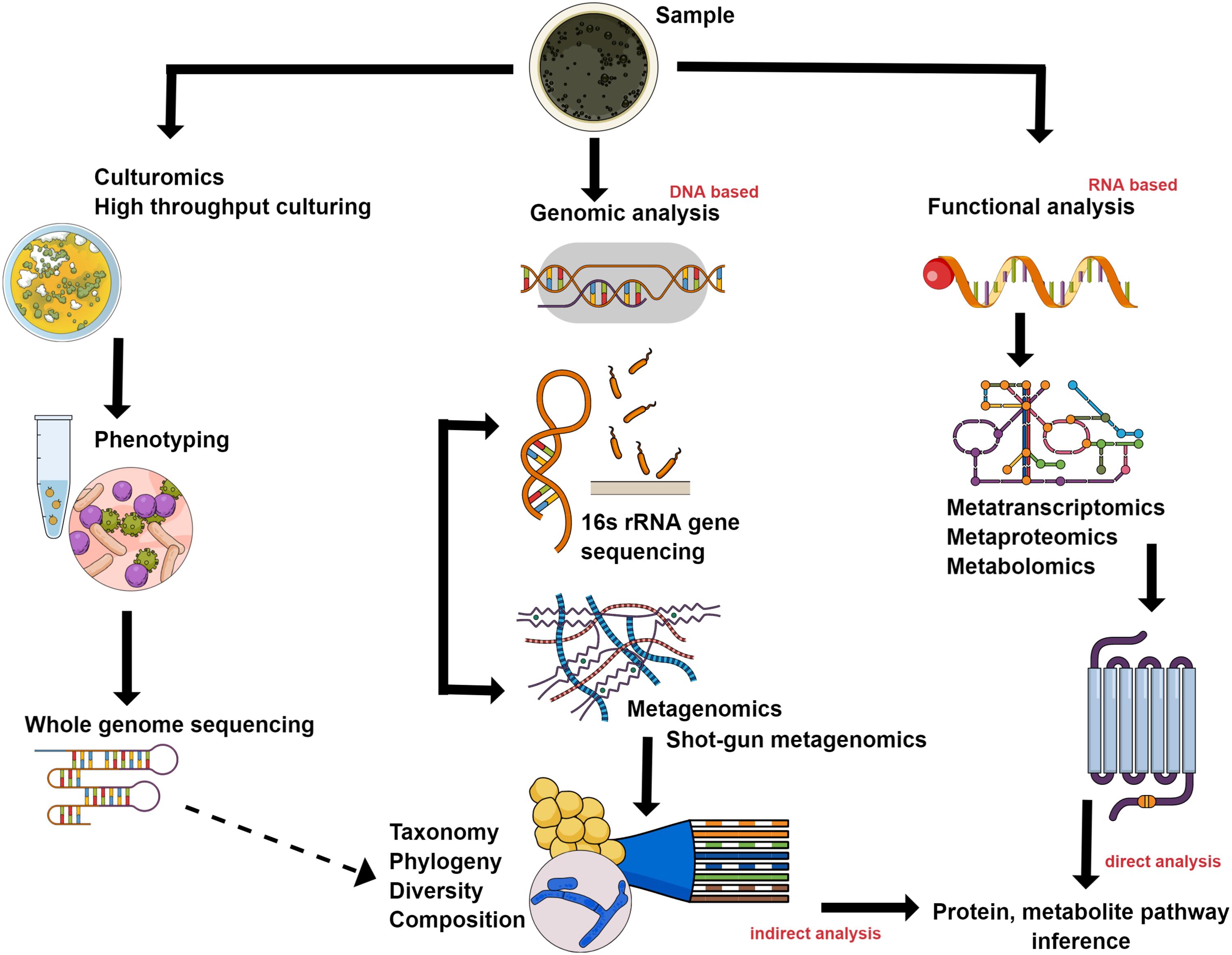 Various methods for identifying and studying the gut microbiota and microbiome.