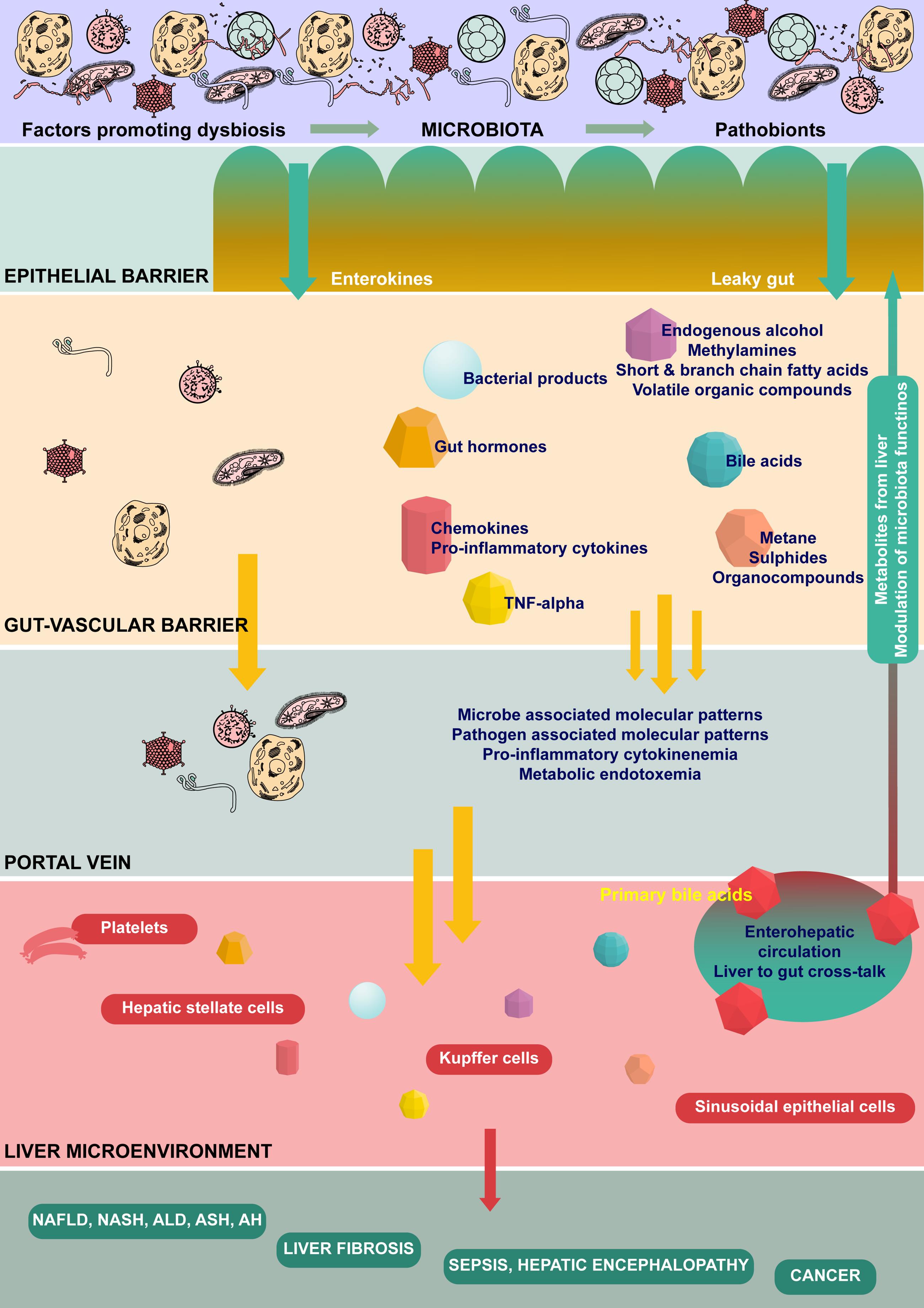 The gut-liver axis and microbiota related cross-talk.
