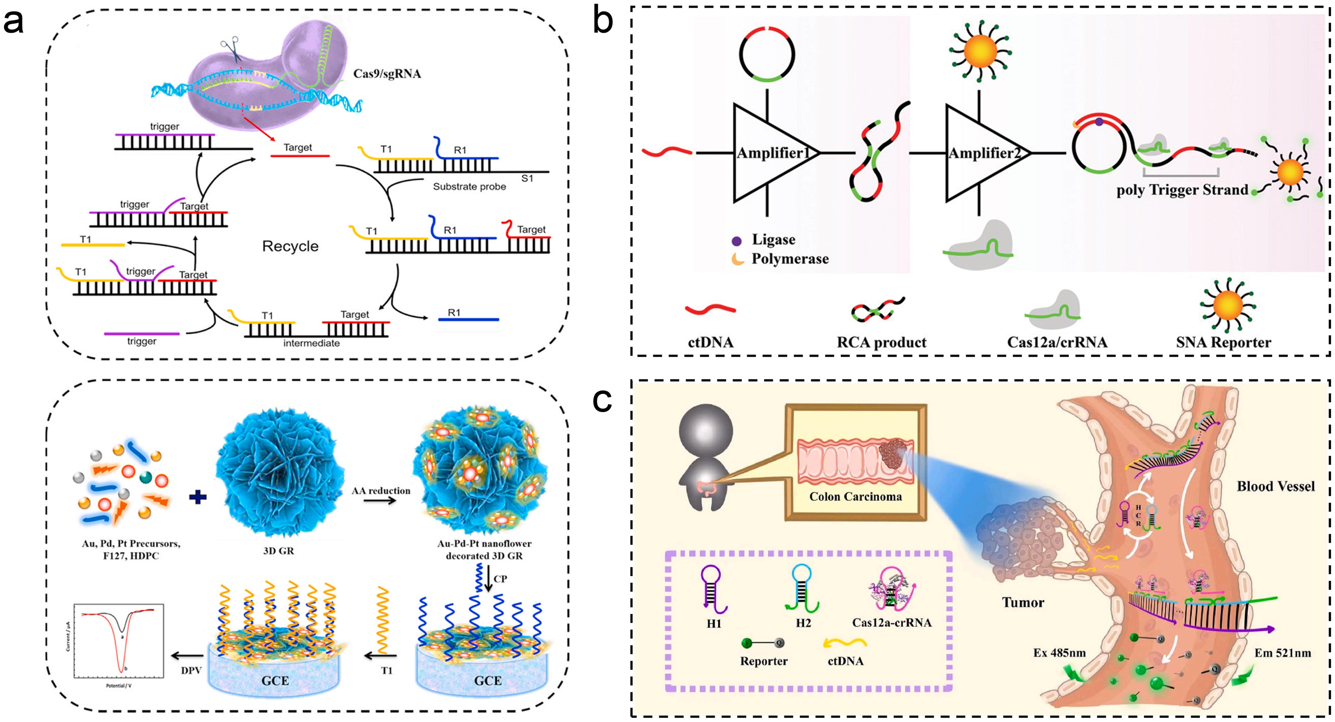 The CRISPR-based recognition and cleavage model, in conjunction with signal amplification and detection techniques such as electrochemistry and fluorescence, was able to identify ctDNA.