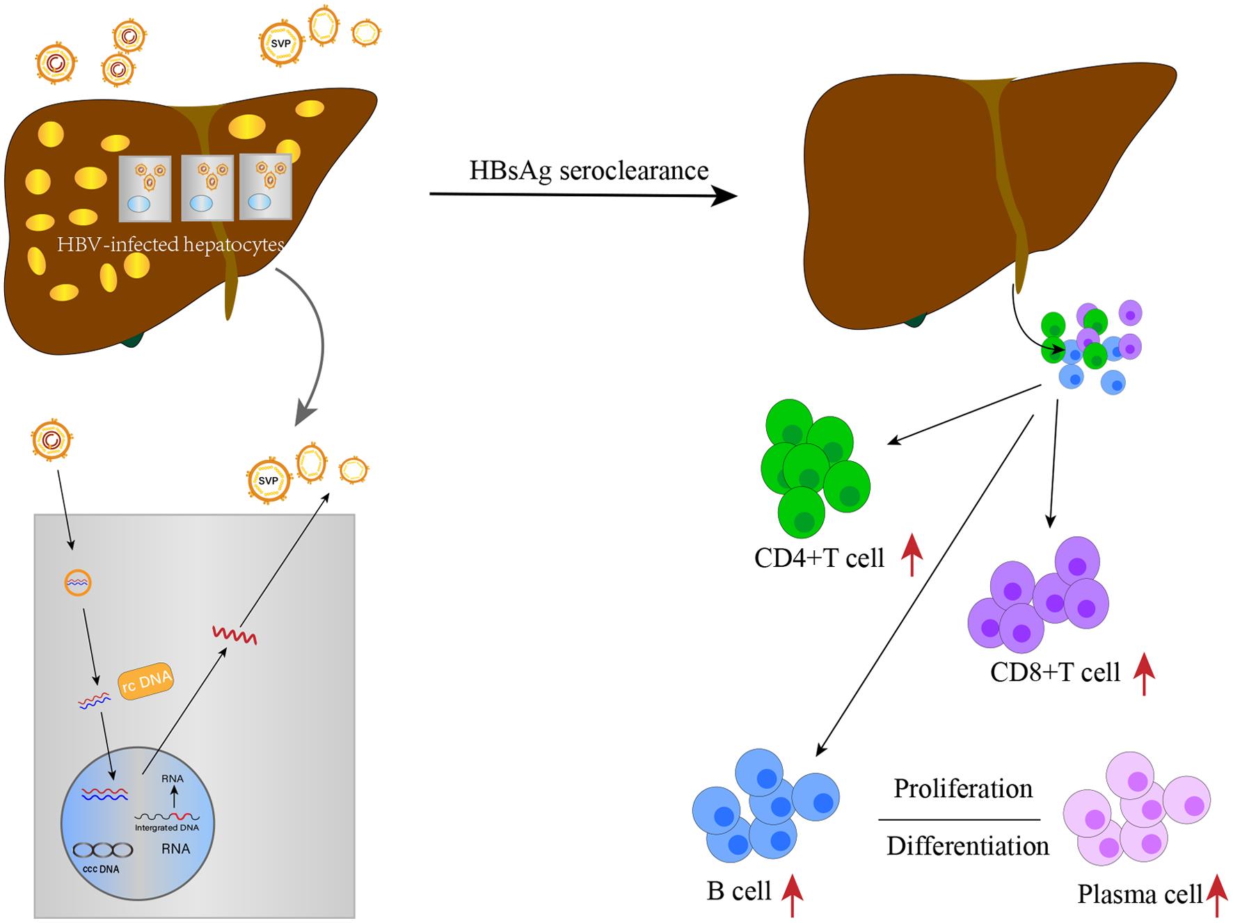 An Ideal Hallmark Closest to Complete Cure of Chronic Hepatitis B ...