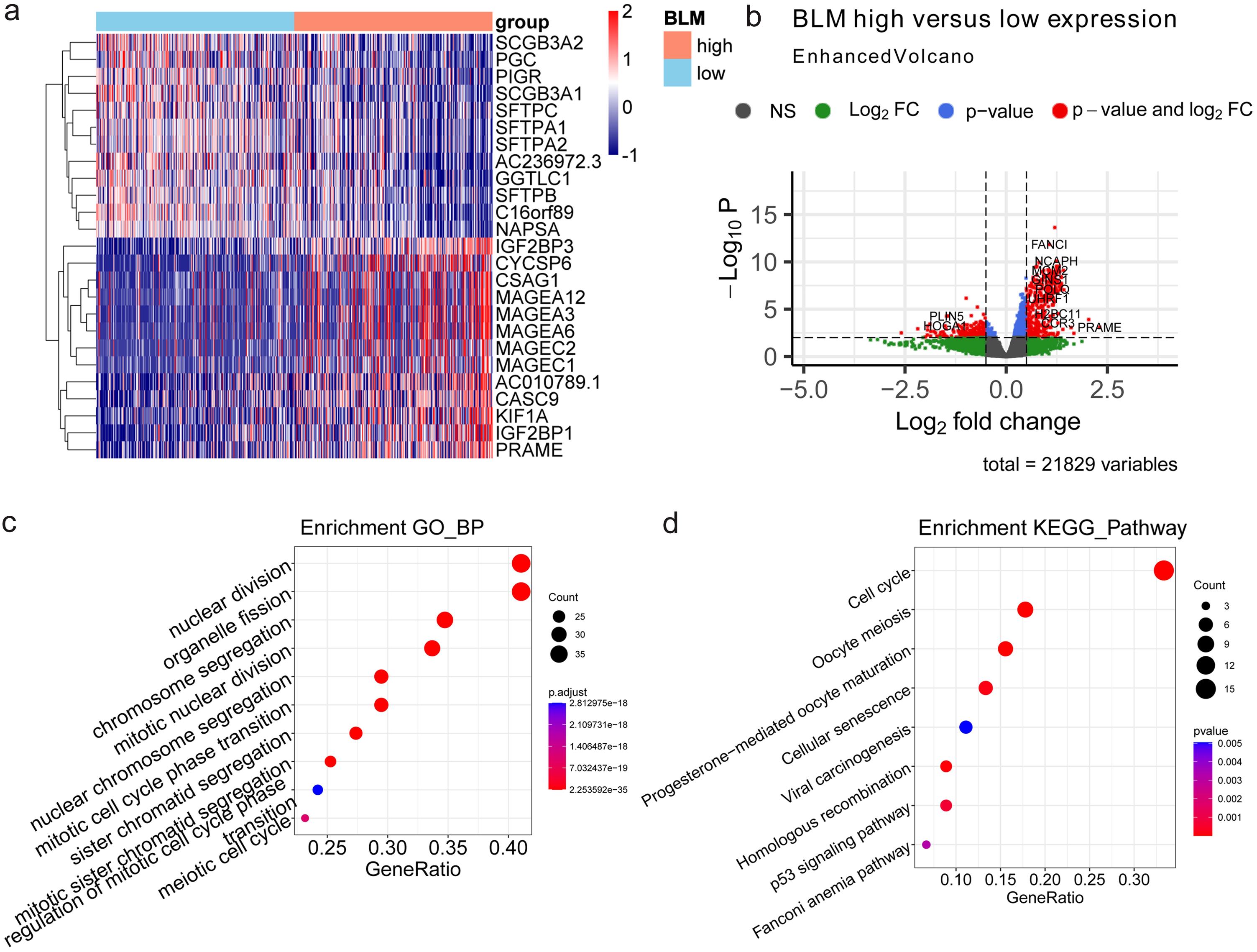 The differential expression analysis for the high and low BLM expression in PAAD.