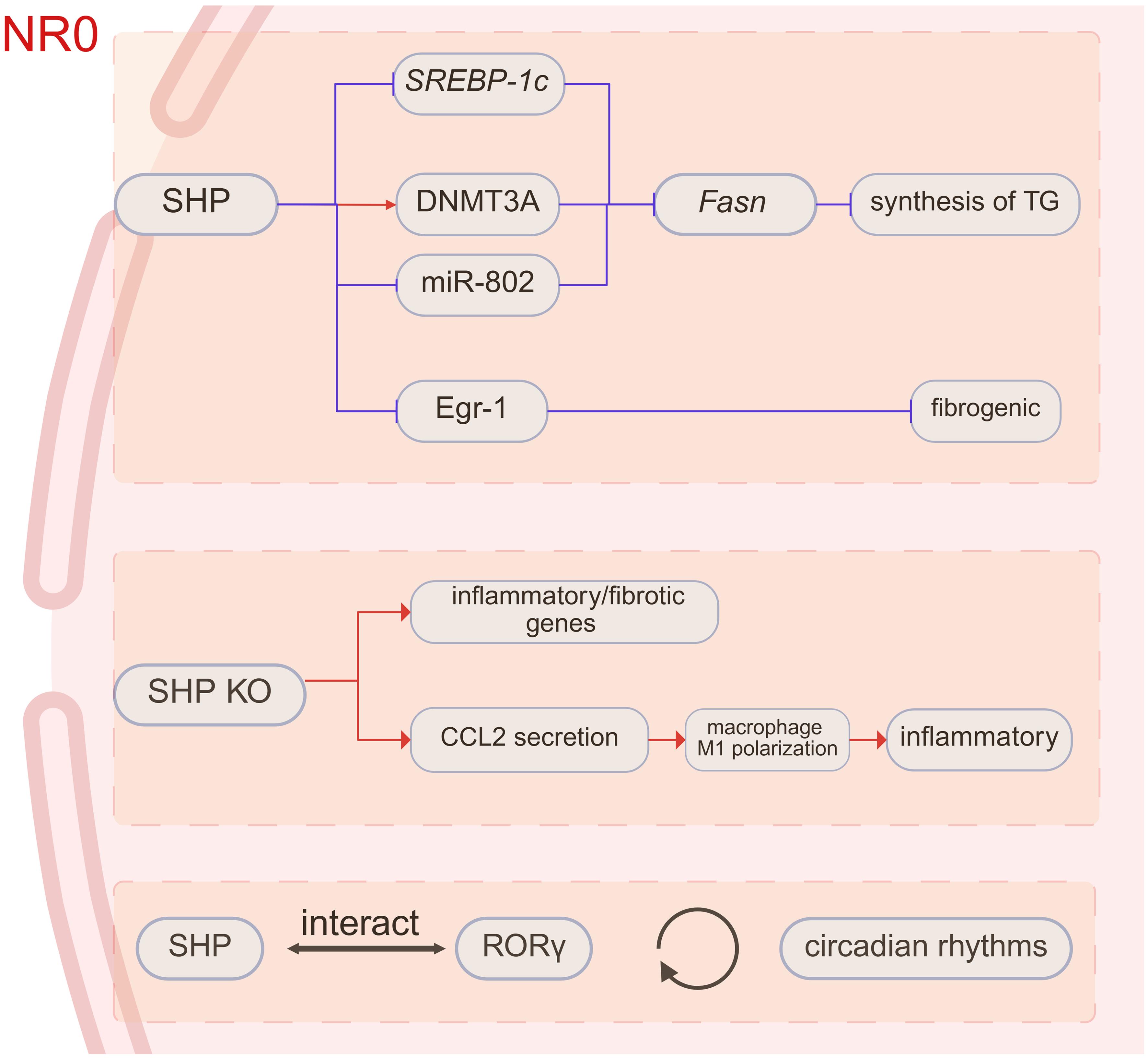 Intracellular pathways of NR0.