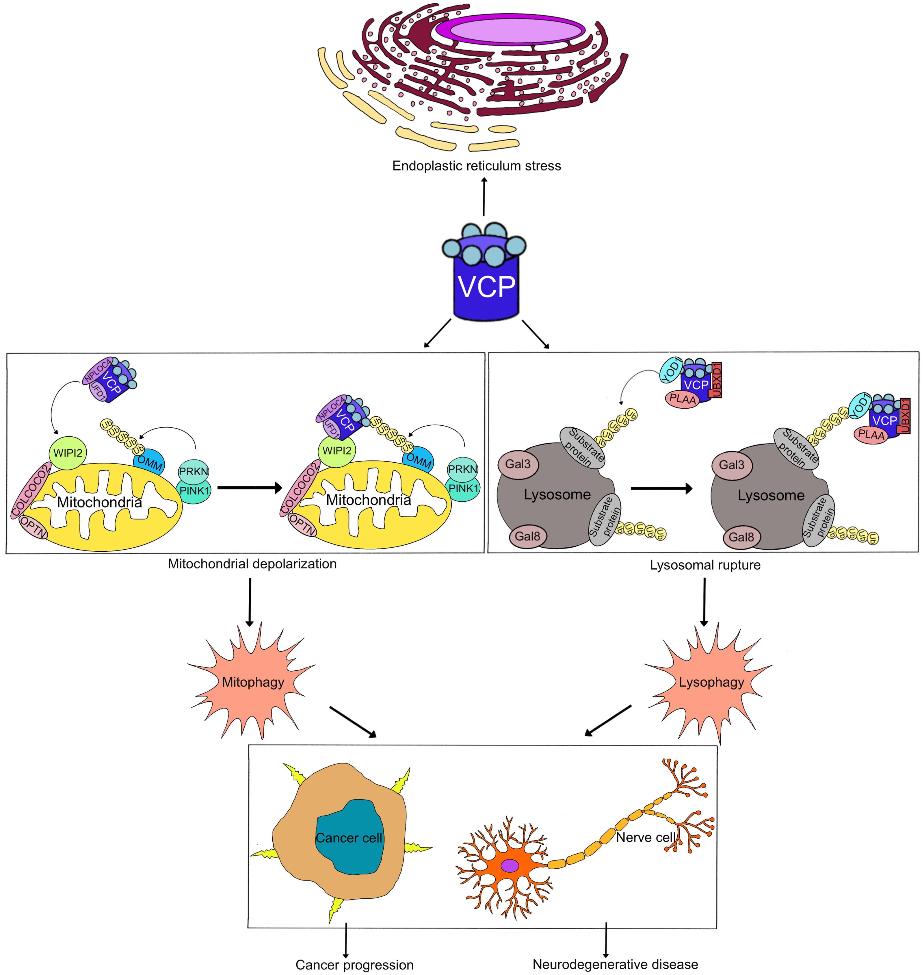Scheme of VCP in mediating organelle-specific autophagy.