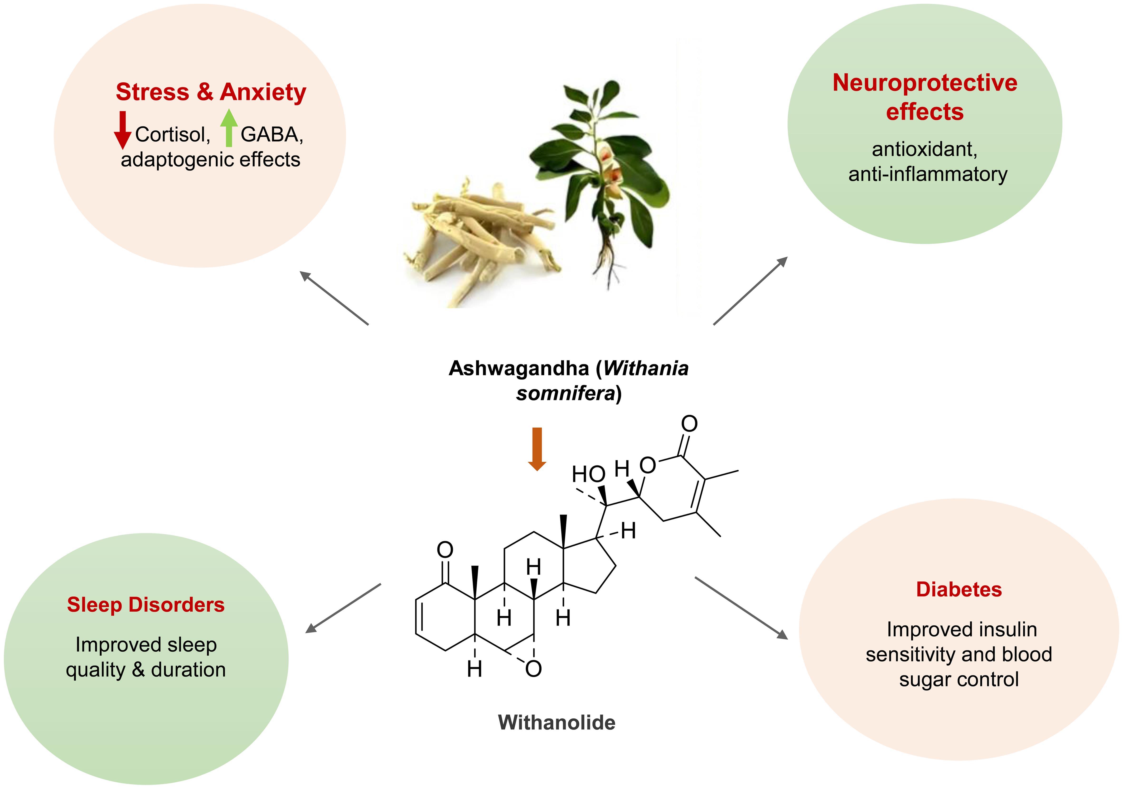 Ashwagandha: from molecule to lifestyle management.