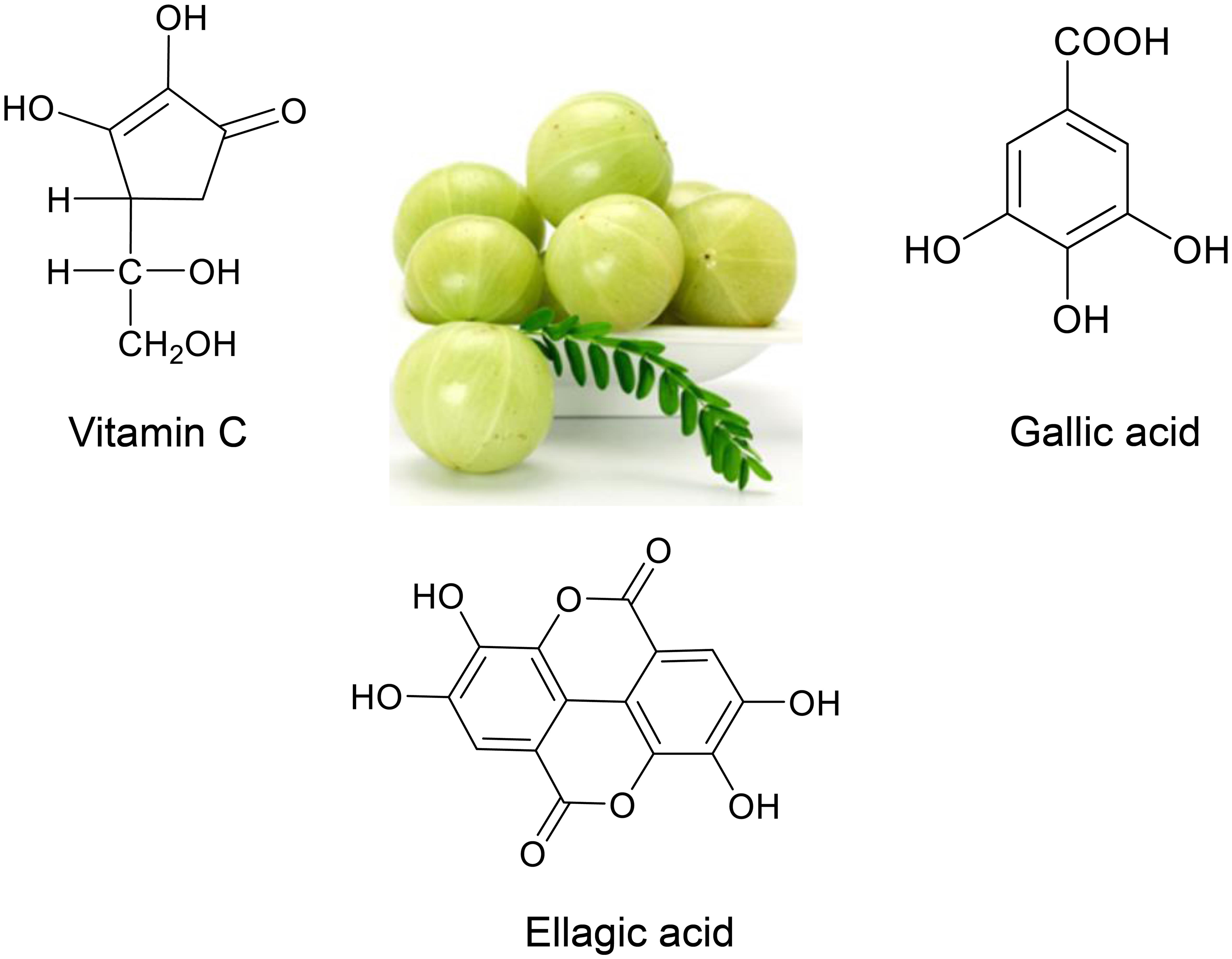 Indian gooseberry (Emblica officinalis). 