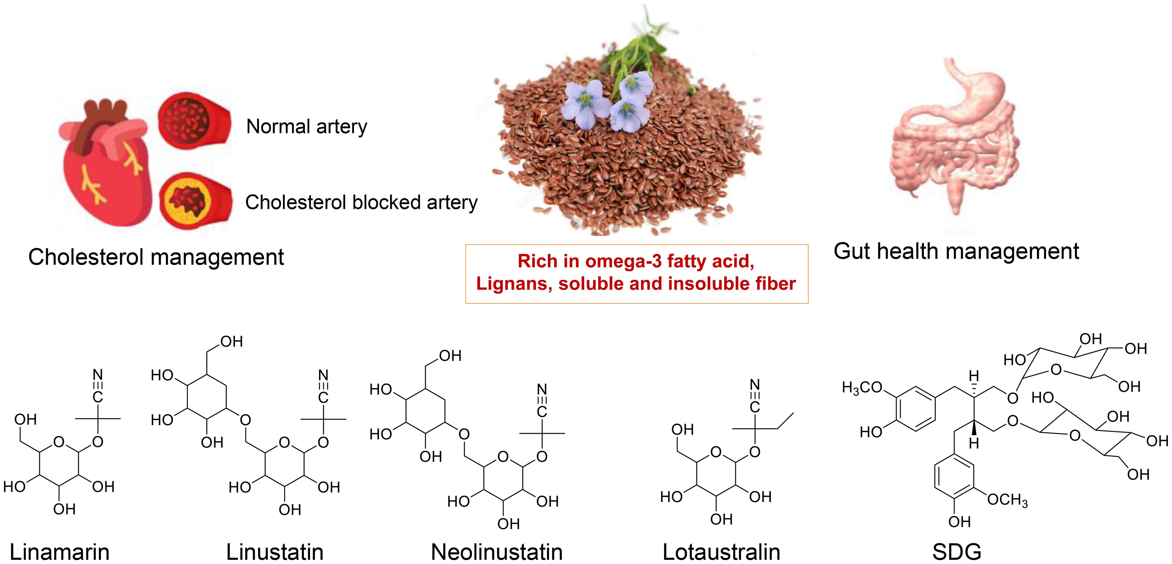Flaxseed: A seed of potential for managing lifestyle diseases.