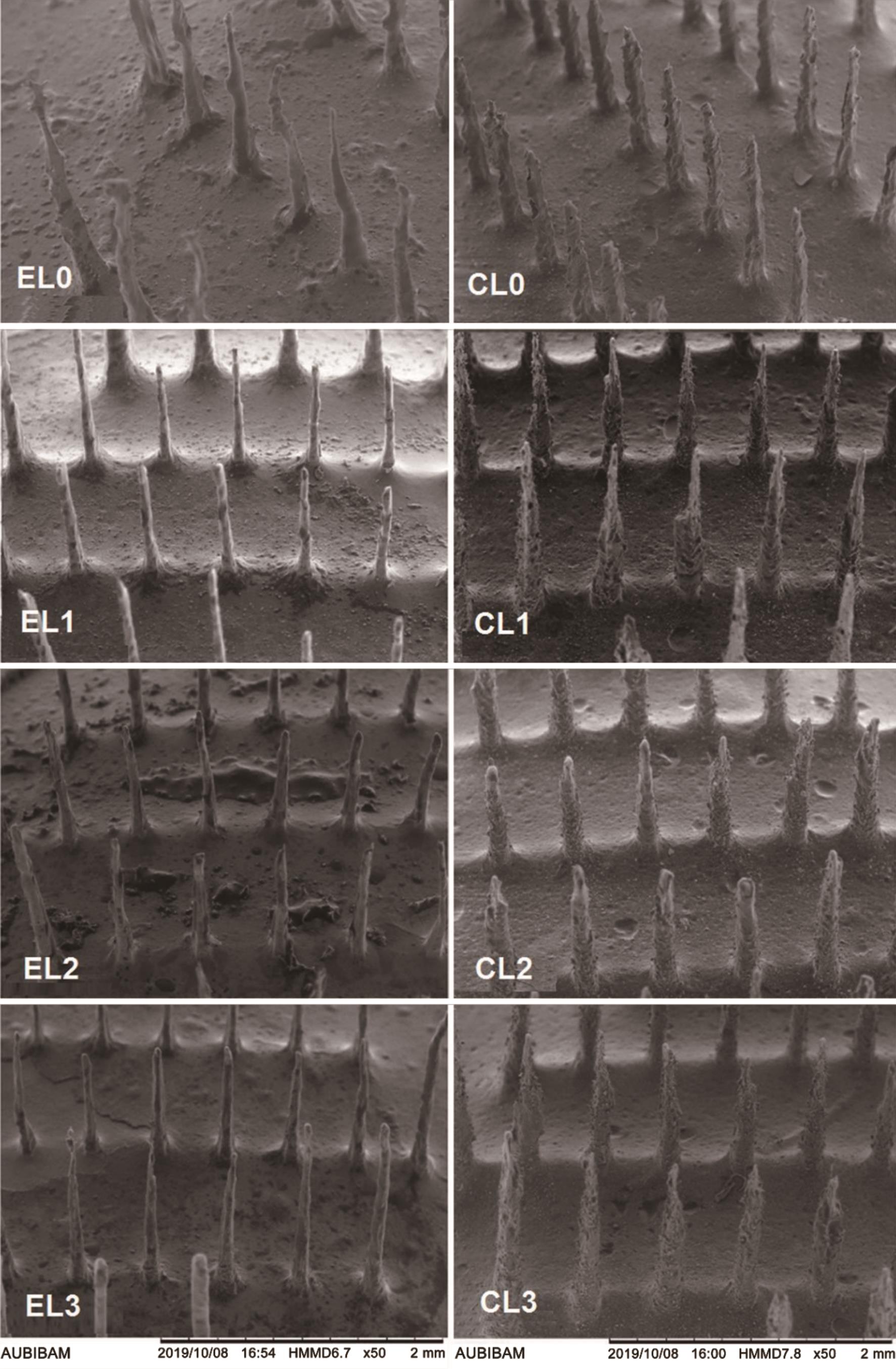 SEM images of microneedle patches [Left column Eudragit S 100 (ES100) based formulations (EL0, EL1, EL2, and EL3) and right column carboxymethyl cellulose (CMC) based formulations (CL0, CL1, CL2, and CL3)].