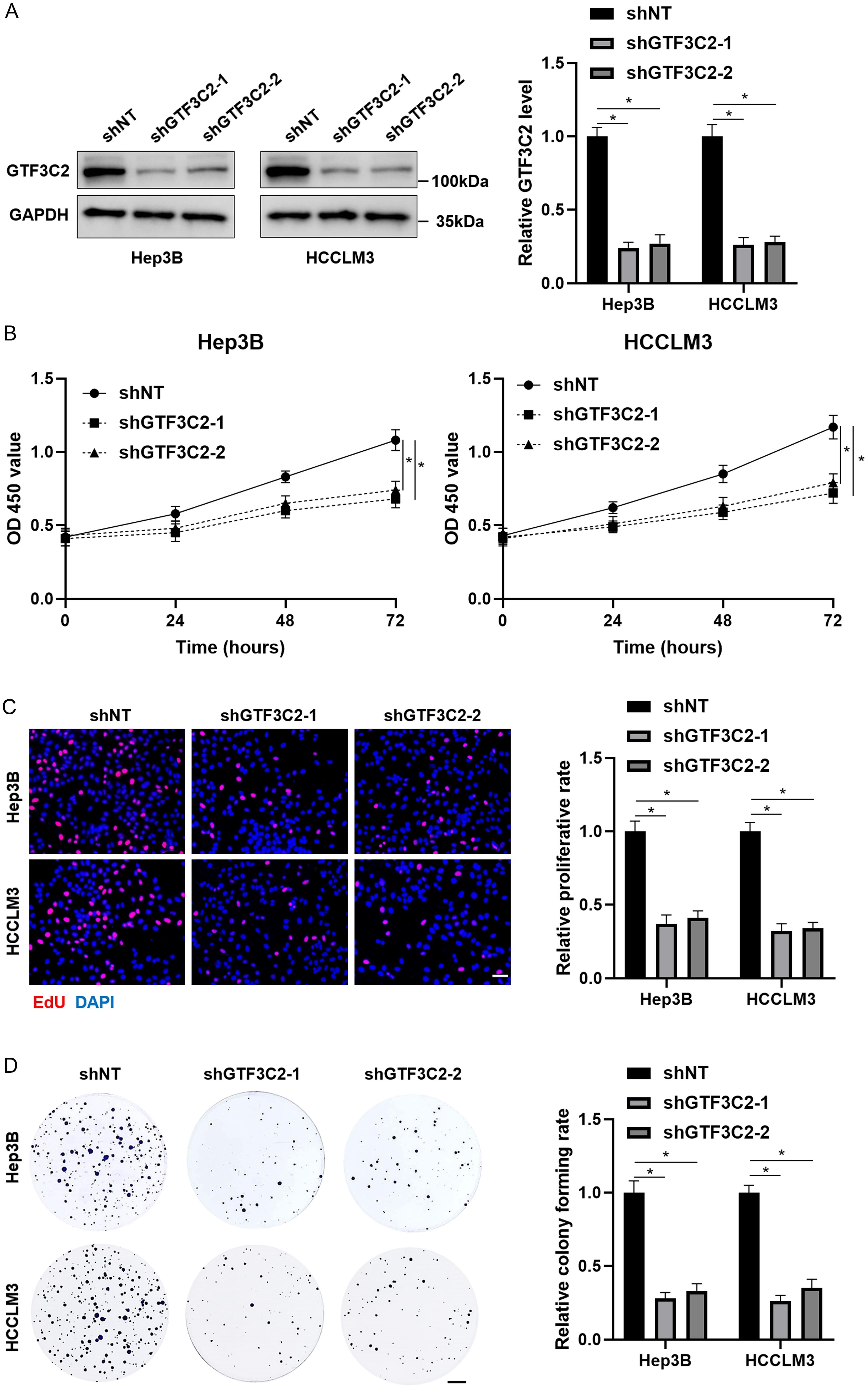 The effects of GTF3C2 knockdown on HCC cell proliferation.