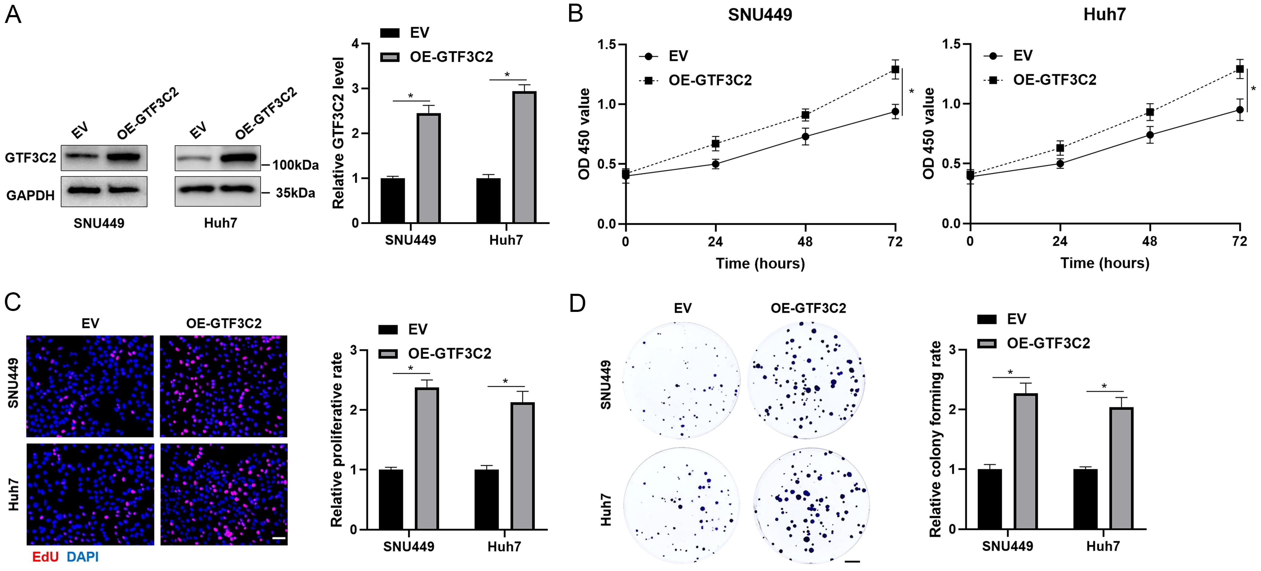 The effects of GTF3C2 overexpression on HCC cell proliferation.