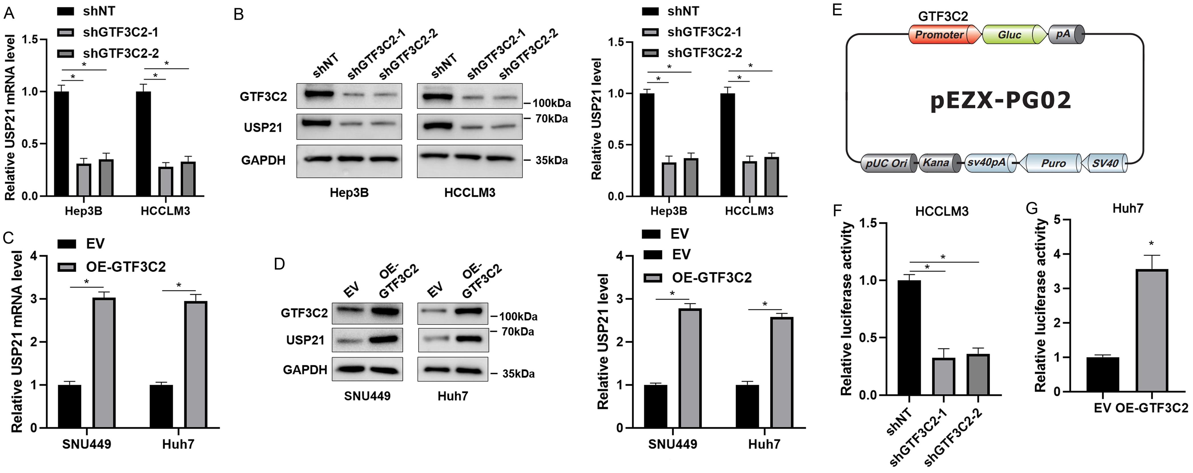 The role of GTF3C2 in regulating USP21 transcription in HCC cells.