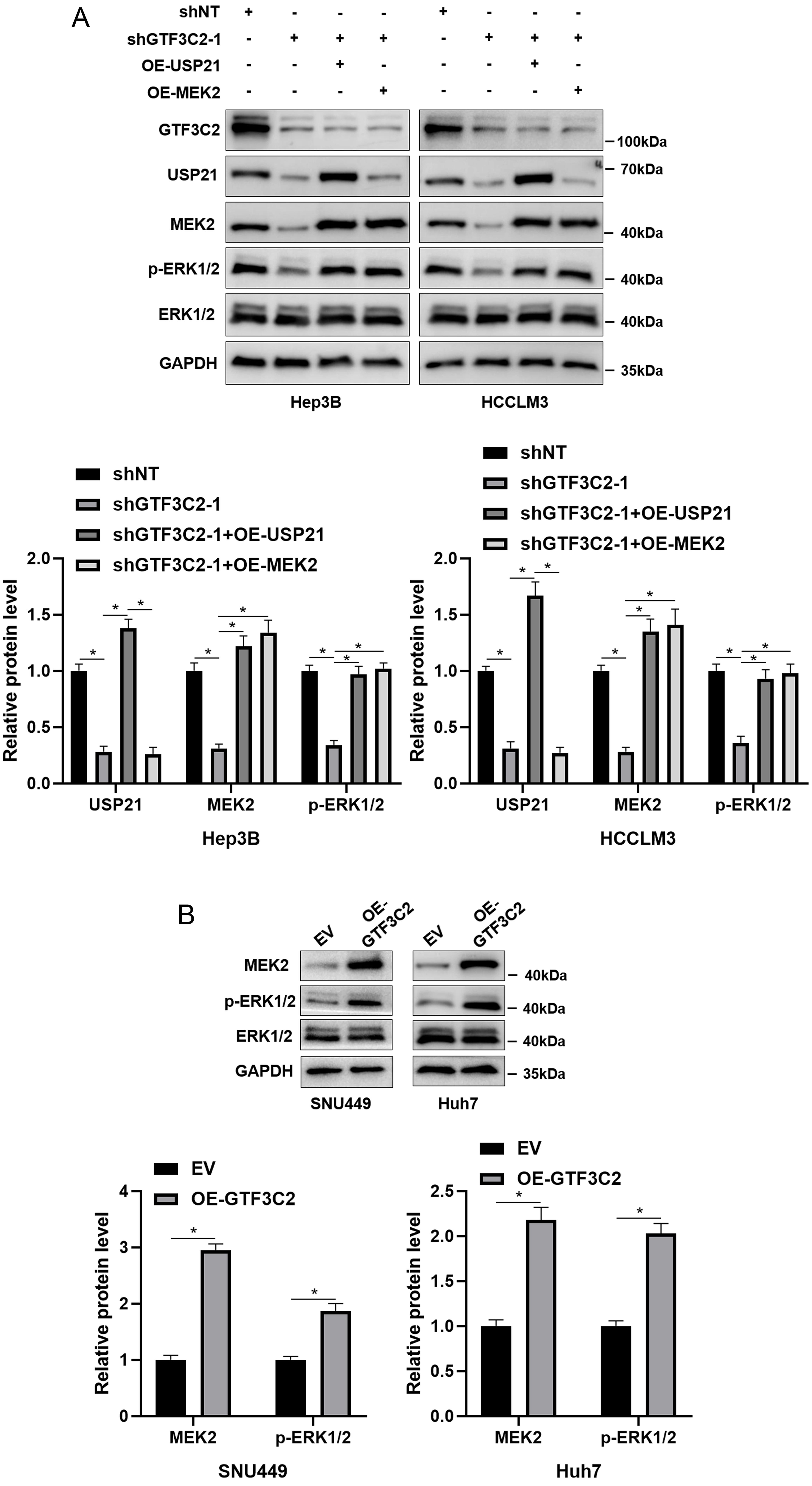 The role of GTF3C2 in regulating the ERK1/2 pathway in HCC cells.