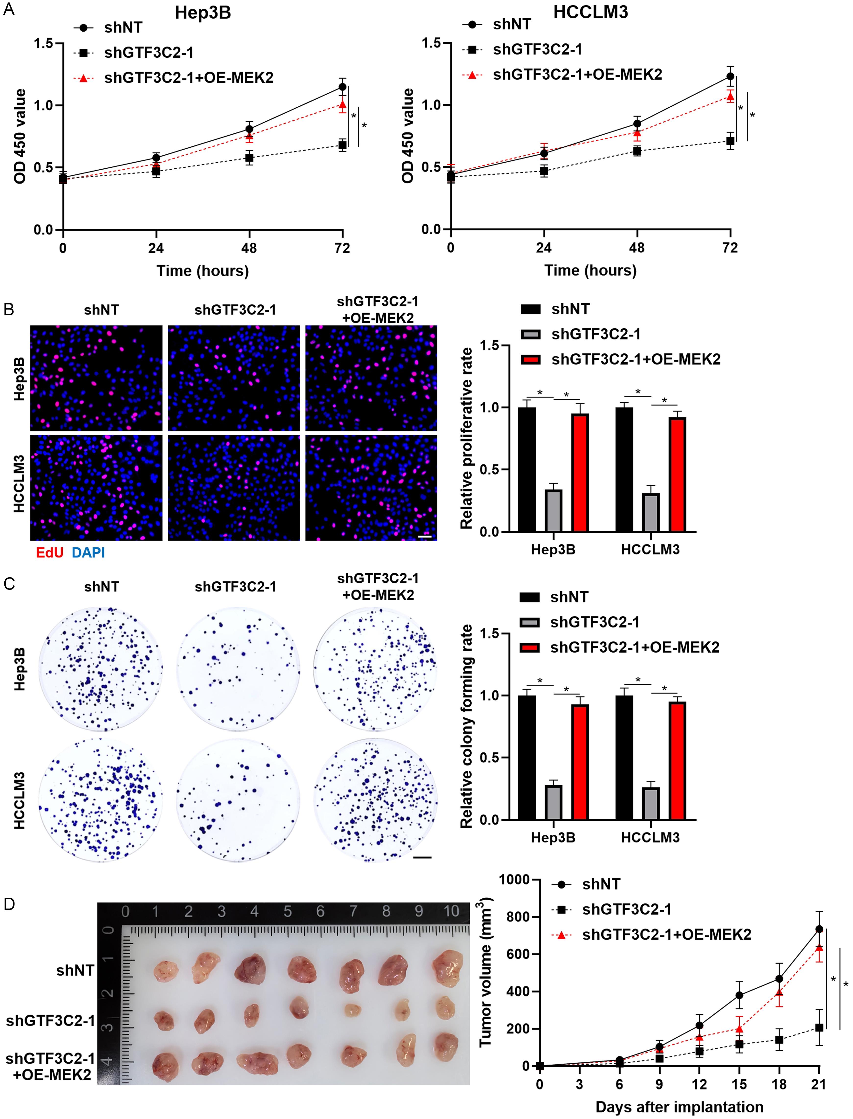 The role of MEK2 in GTF3C2-enhanced HCC cell proliferation and tumor growth.