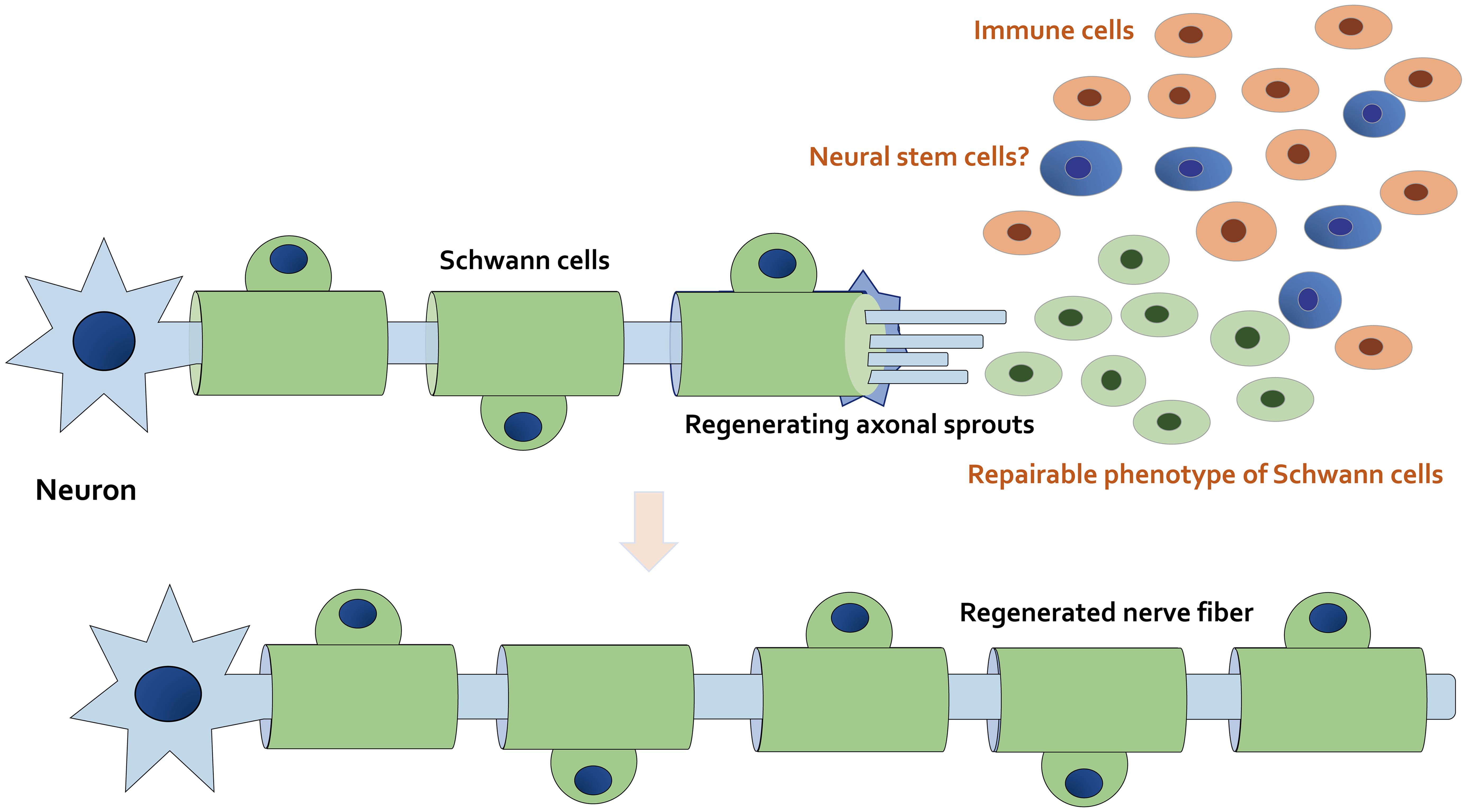 Schematic demonstration of nerve regeneration after nerve injury.