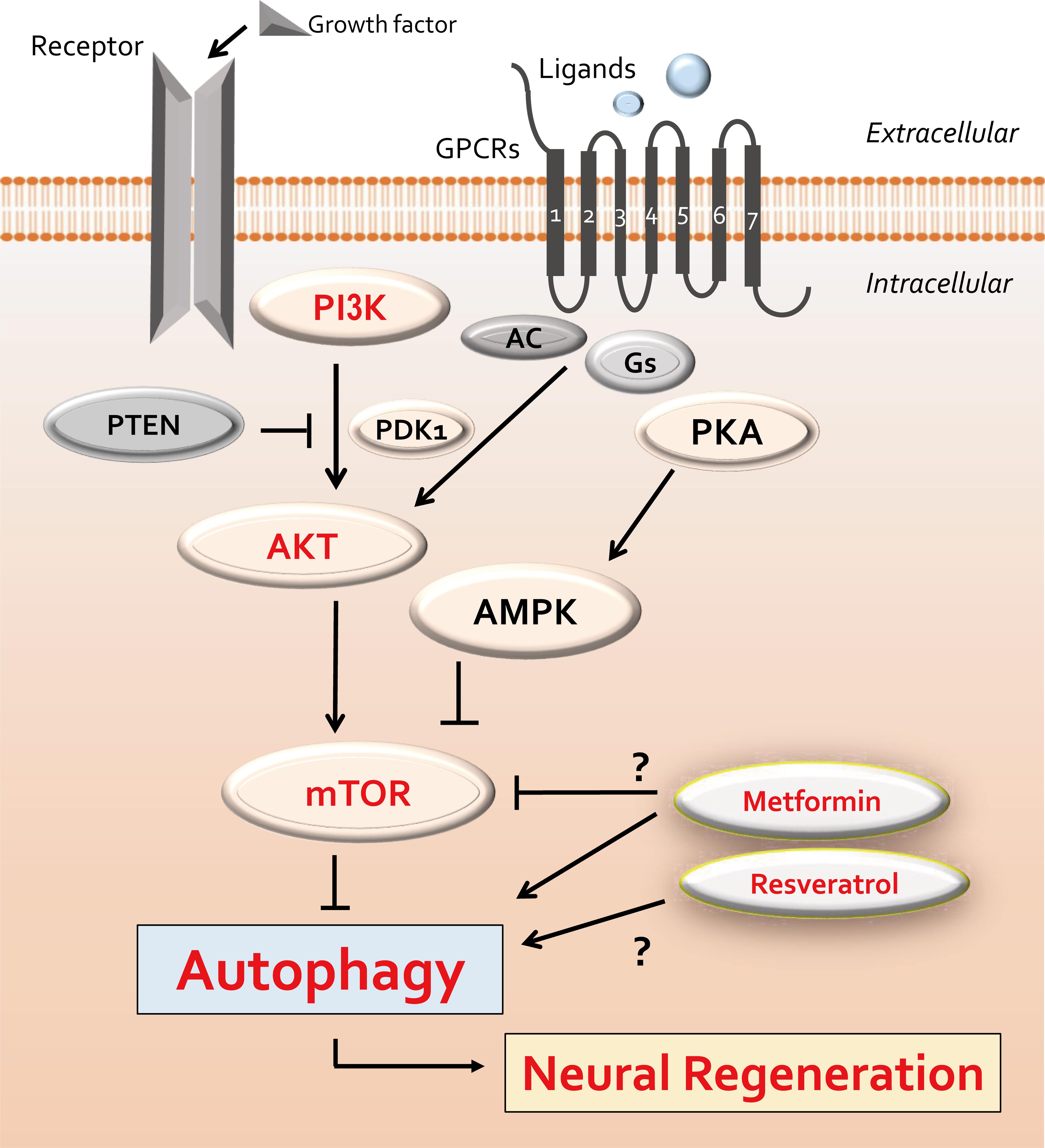 Several modulator molecules linked to the PI3K/AKT/mTOR signaling pathway for the regulation of autophagy.