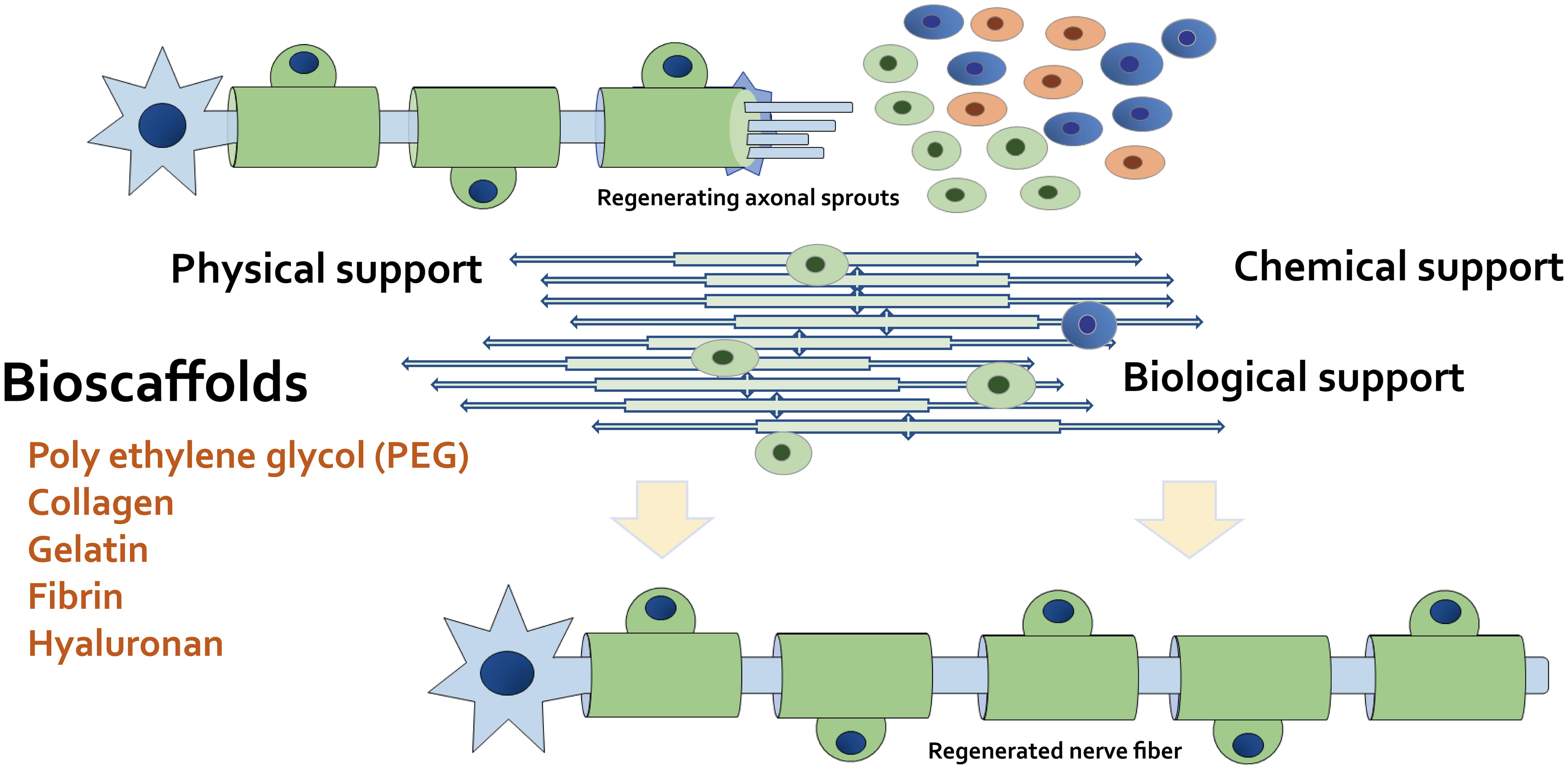 Schematic demonstration of superior nerve regeneration with special bioscaffolds.
