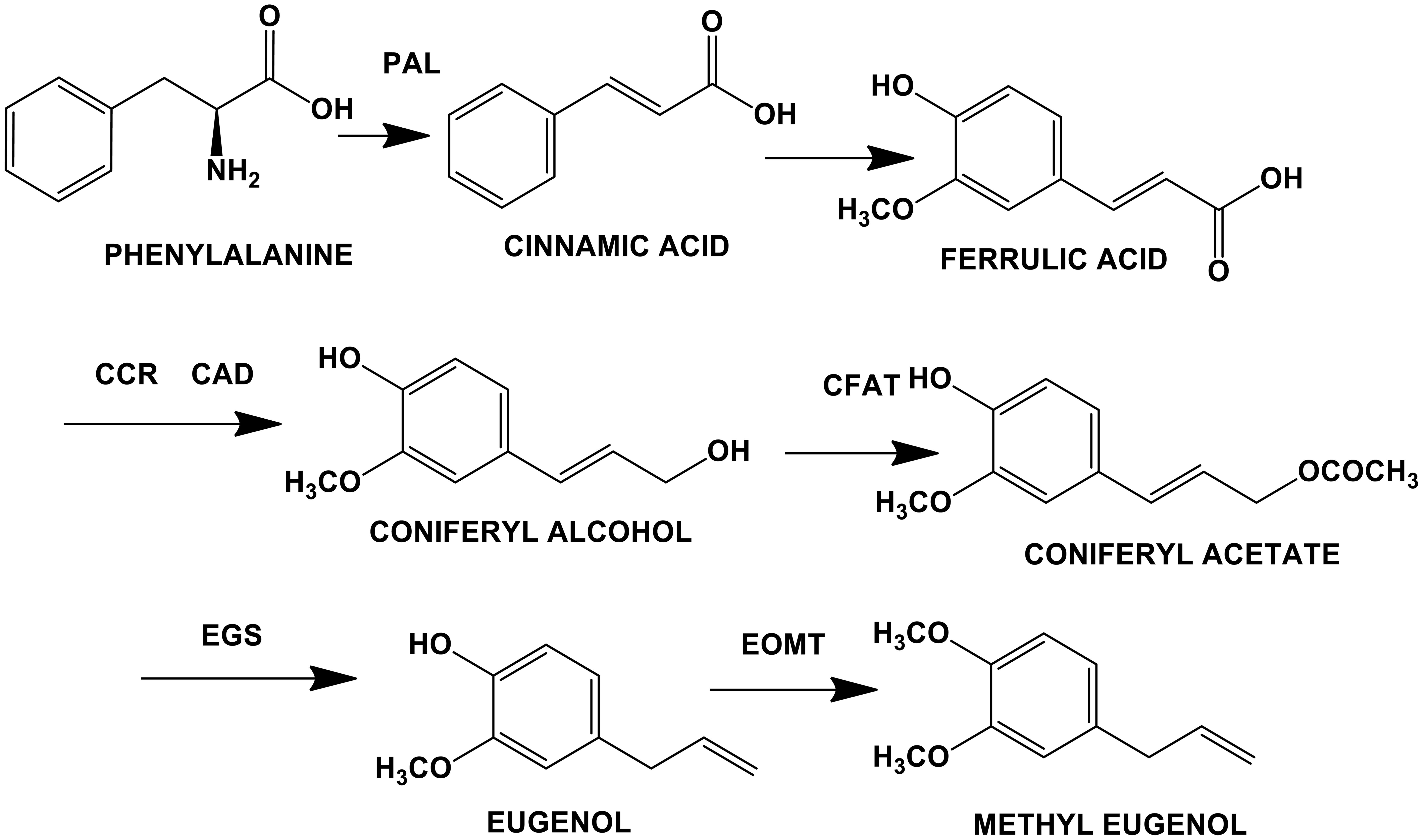 Potential summary biosynthetic pathway of phenylpropanopid methyl eugenol (PAL).