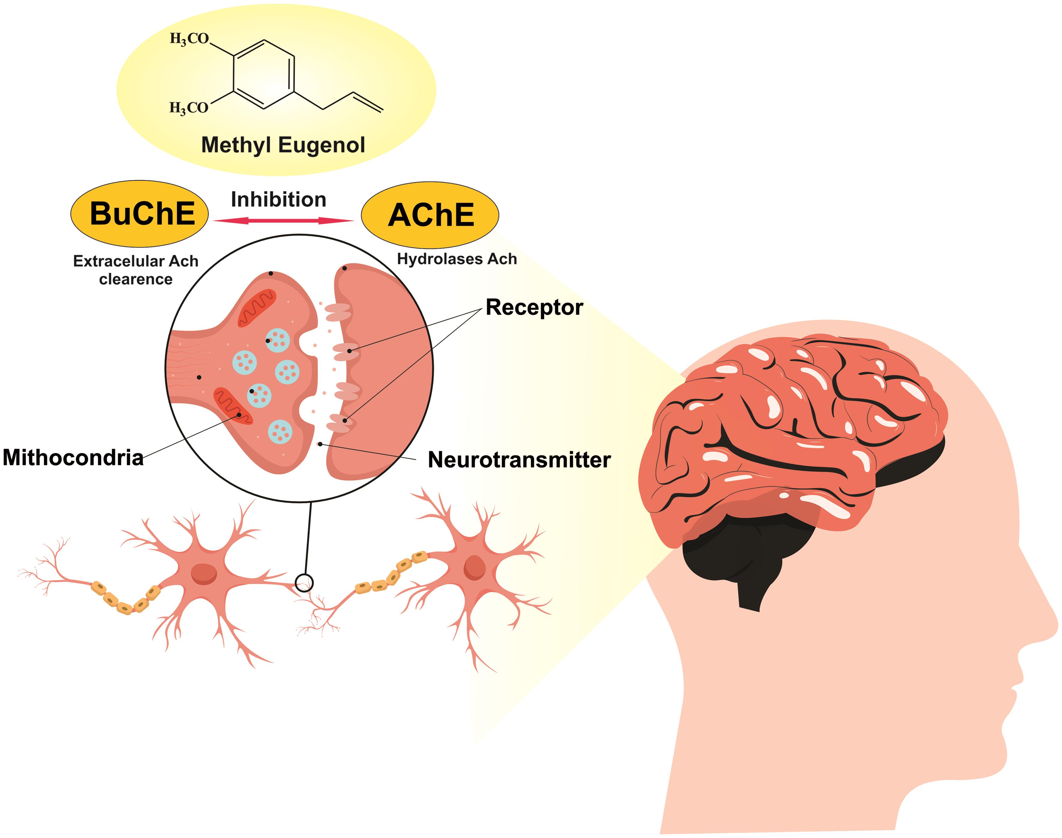 Schematic representation of methyl eugenol as an inhibitor of the enzymes acetylcholinesterase (AChE) and butyrylcholinesterase (BChE) in the cholinergic system.