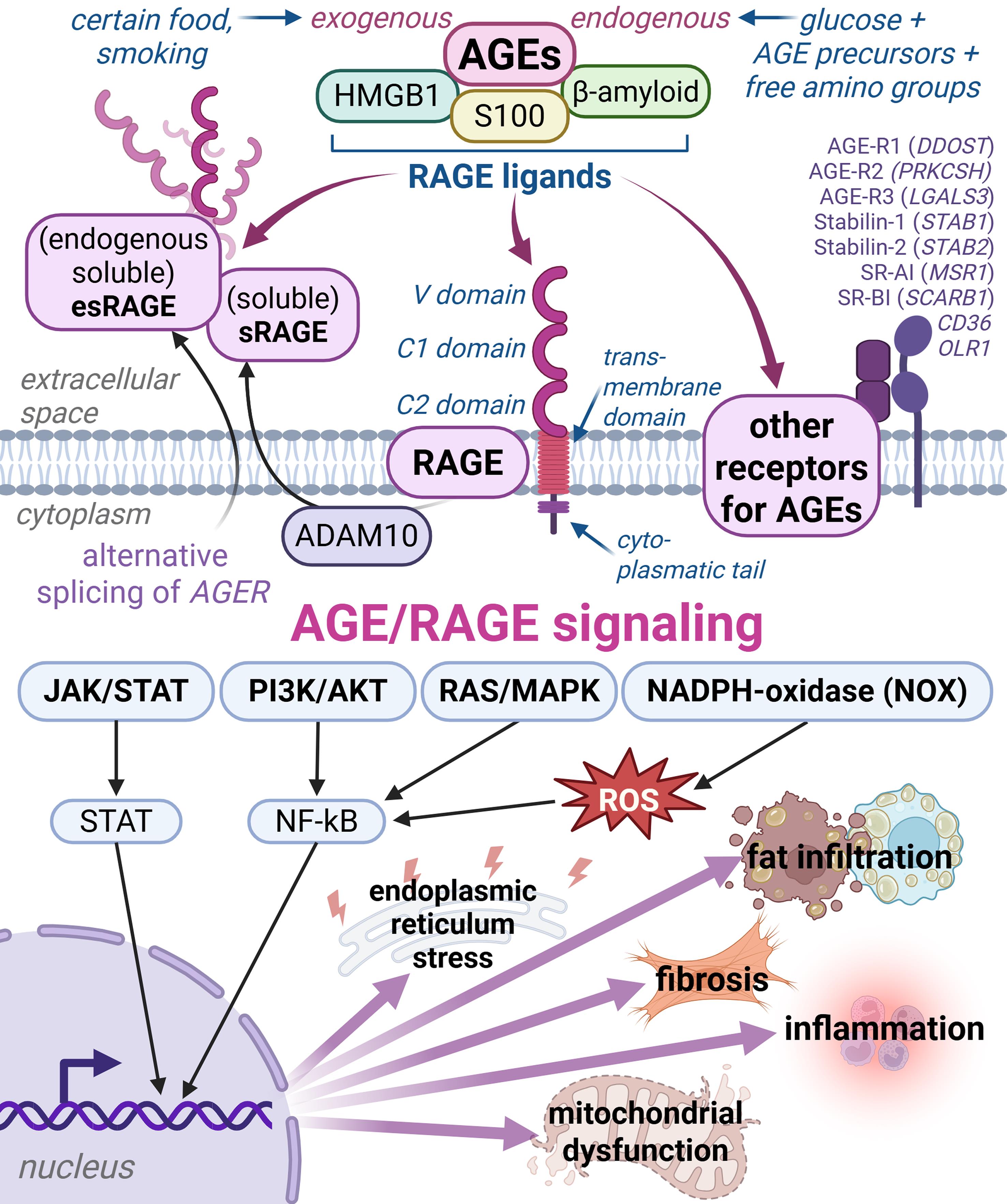 Schematic representation of the AGE/RAGE axis and downstream processes relevant to MetS.