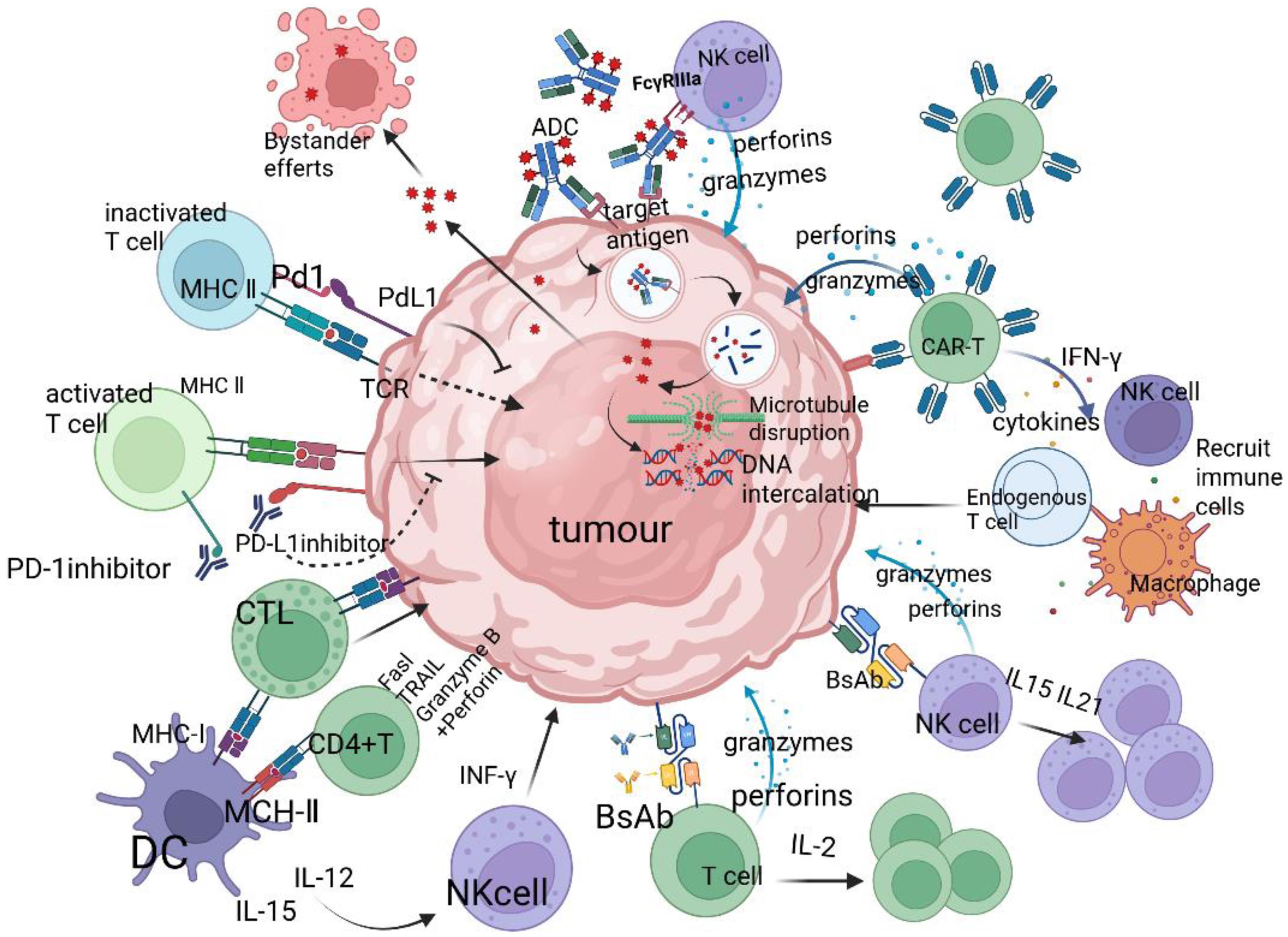Schematic of the distinct mechanisms of five classes of immunotherapeutic drugs: programmed death-1/programmed death-ligand 1 (PD-1/PD-L1) inhibitors specifically bind to PD-1 or PD-L1, blocking their interaction.