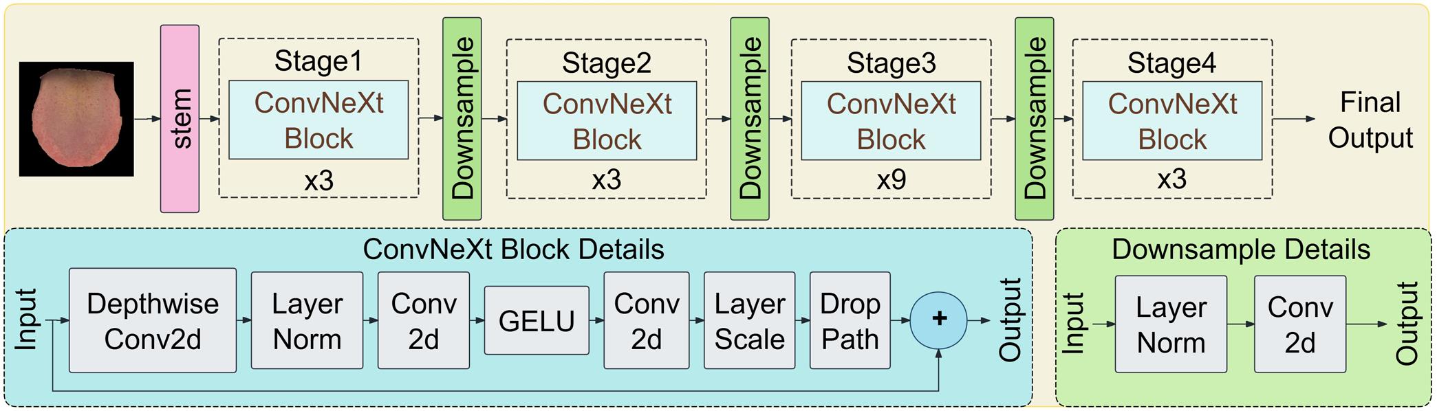 Schematic of the ConvNeXt-Tiny backbone architecture for visual feature extraction.