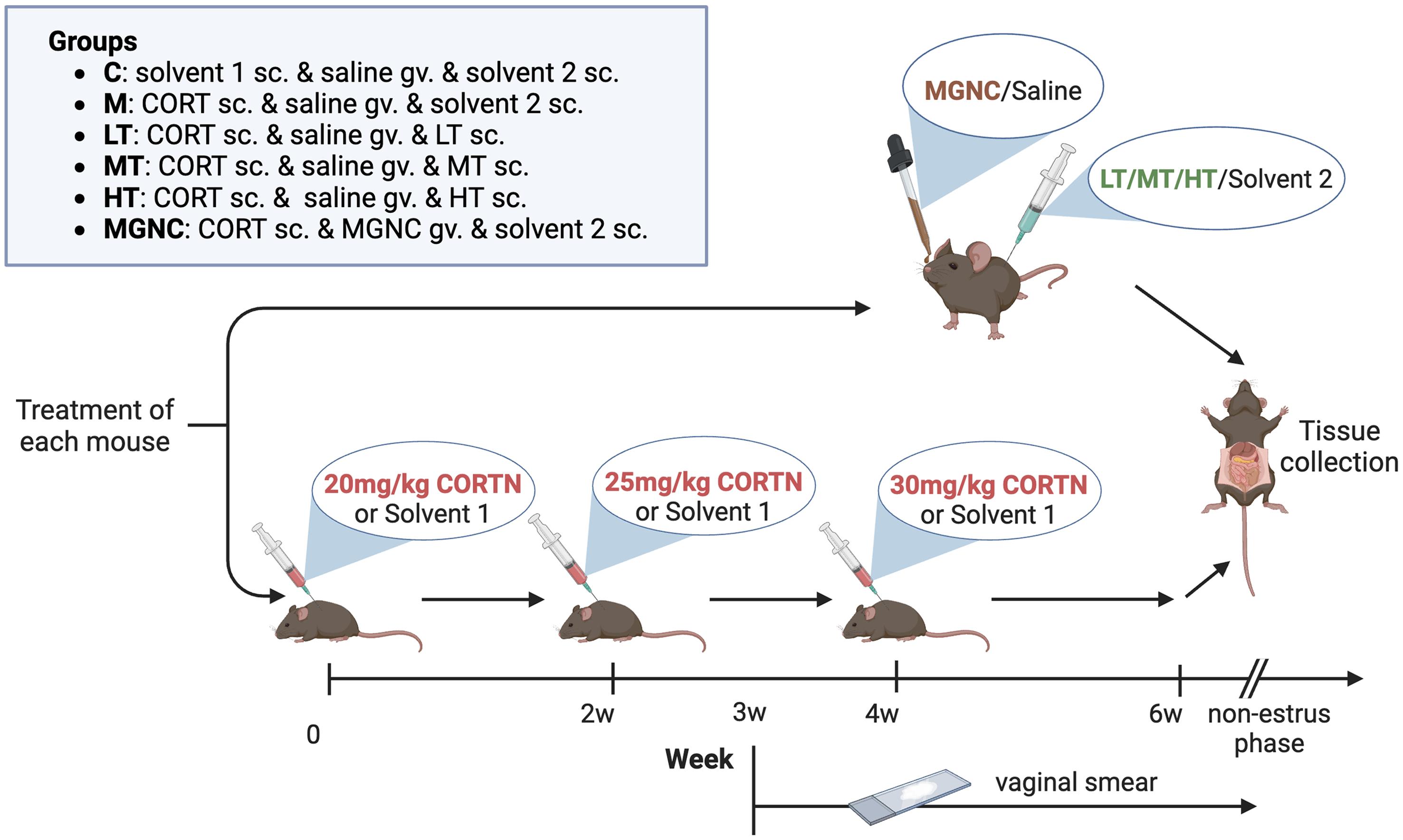 Animal experimental protocol.