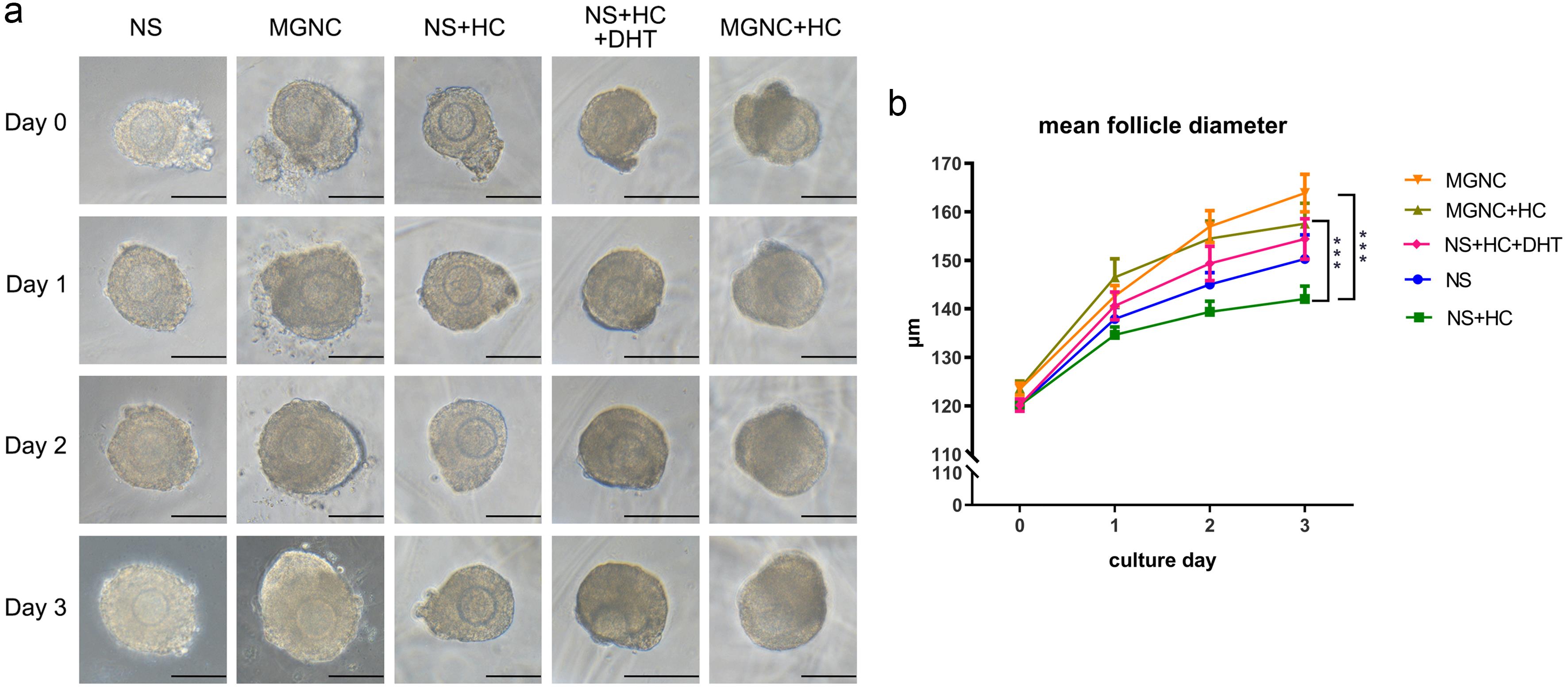 Preantral follicle growth in MGNC-enriched serum treated and androgen-treated mice under conditions of chronic stress.