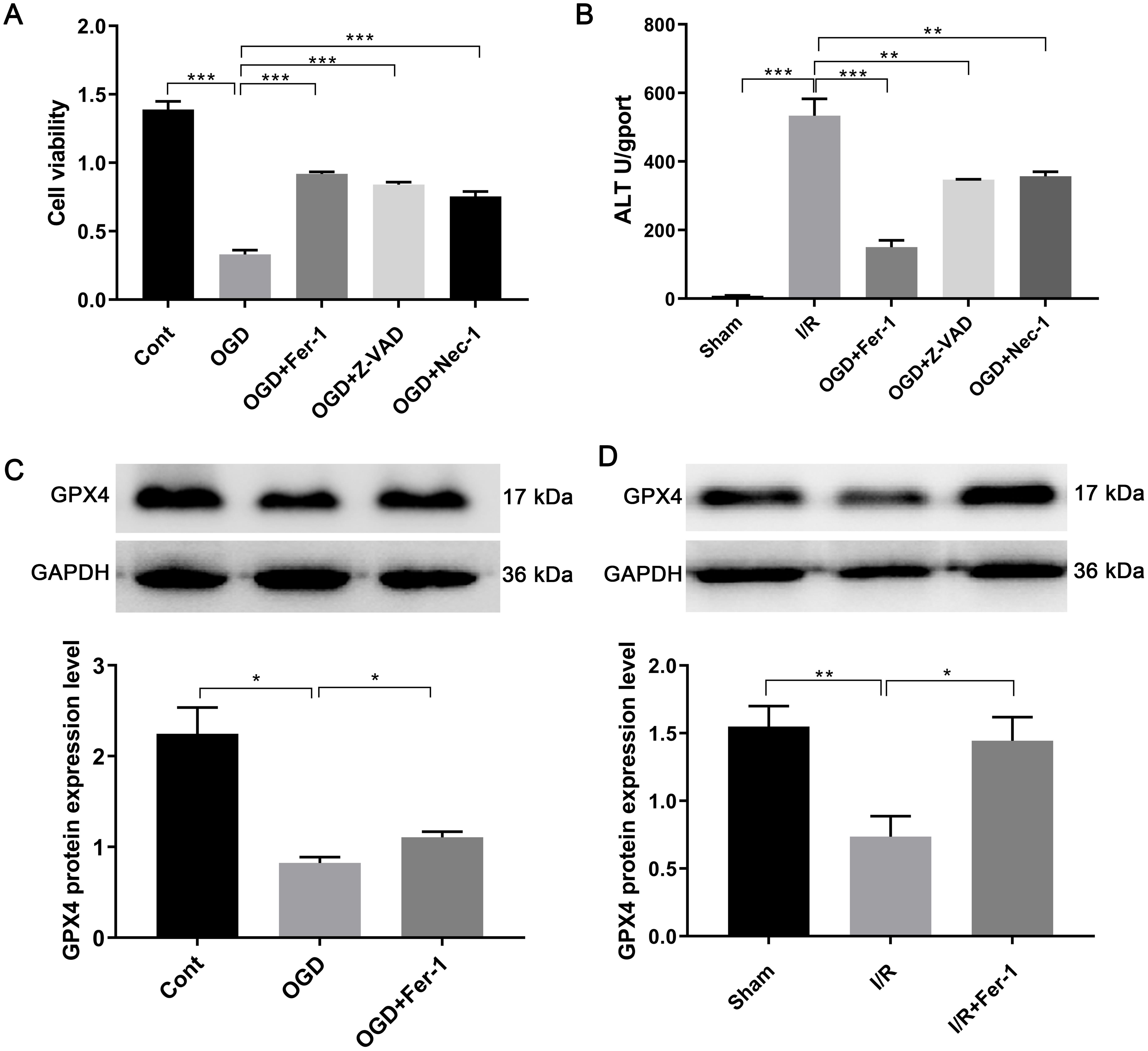 Ferroptosis-related changes after hepatic ischemia-reperfusion injury (HIRI).