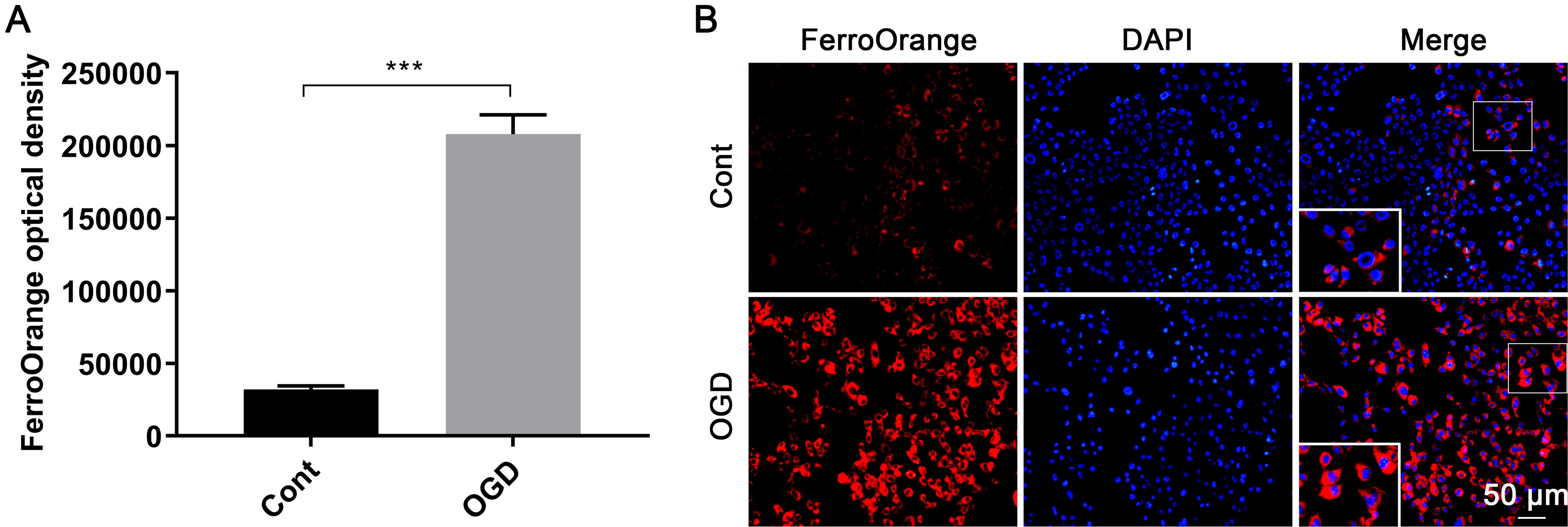 Ferrous ion levels after OGD induction.