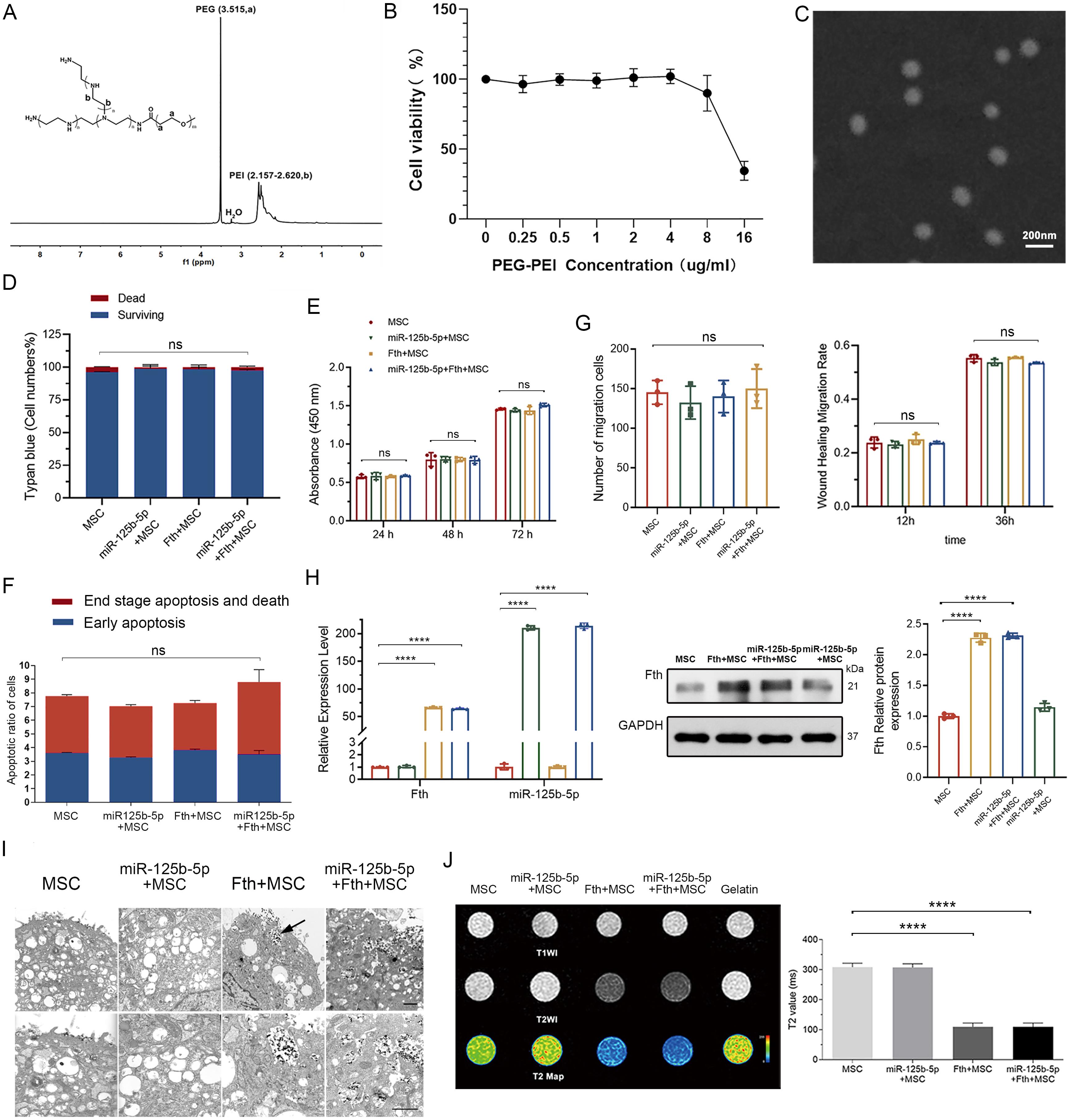 Effects of multigene modification on MSC biological activity.