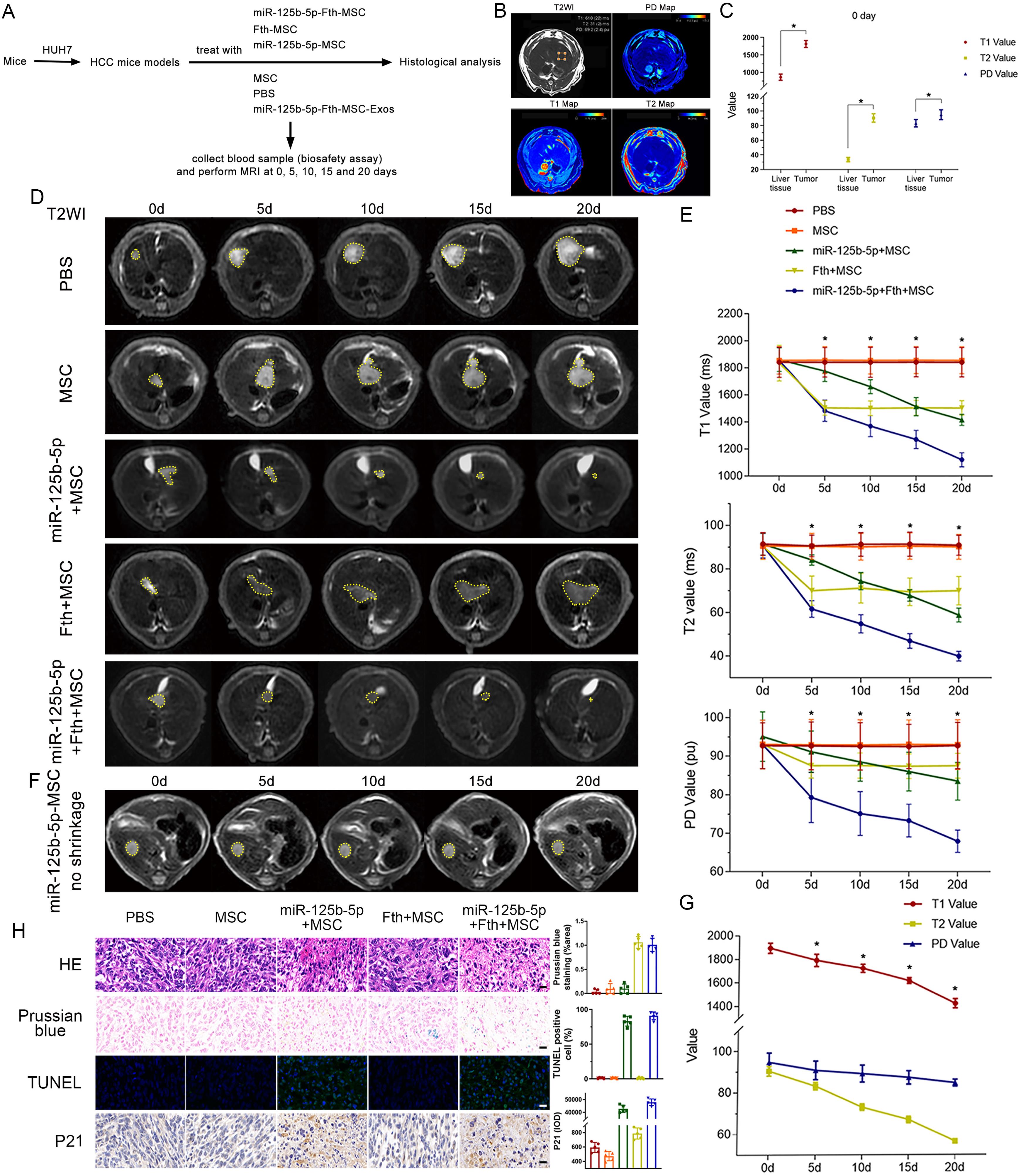 Evaluation of miR-125b-5p intervention in an orthotopic liver tumor model.