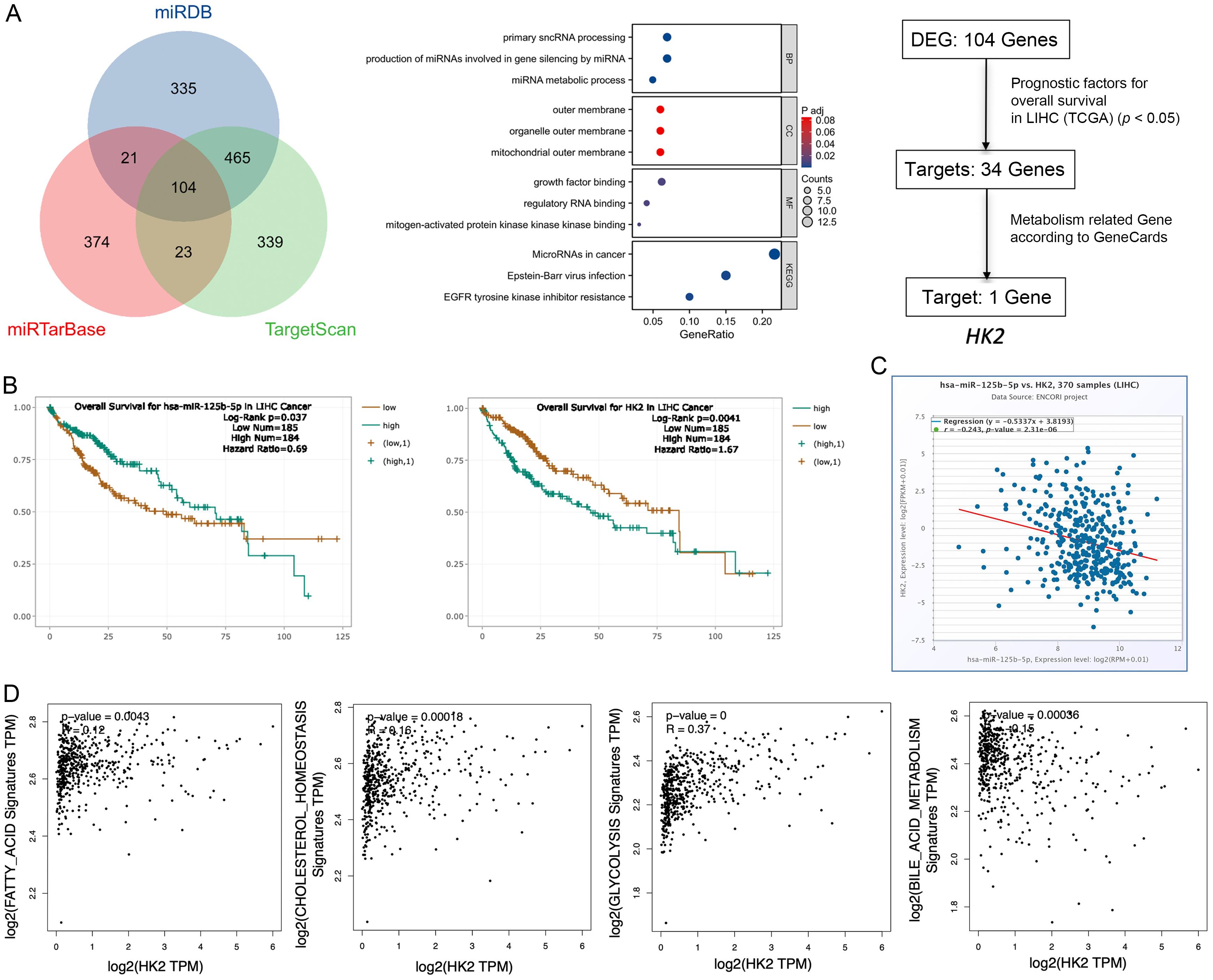 Bioinformatics analysis of miR-125b-5p target genes.