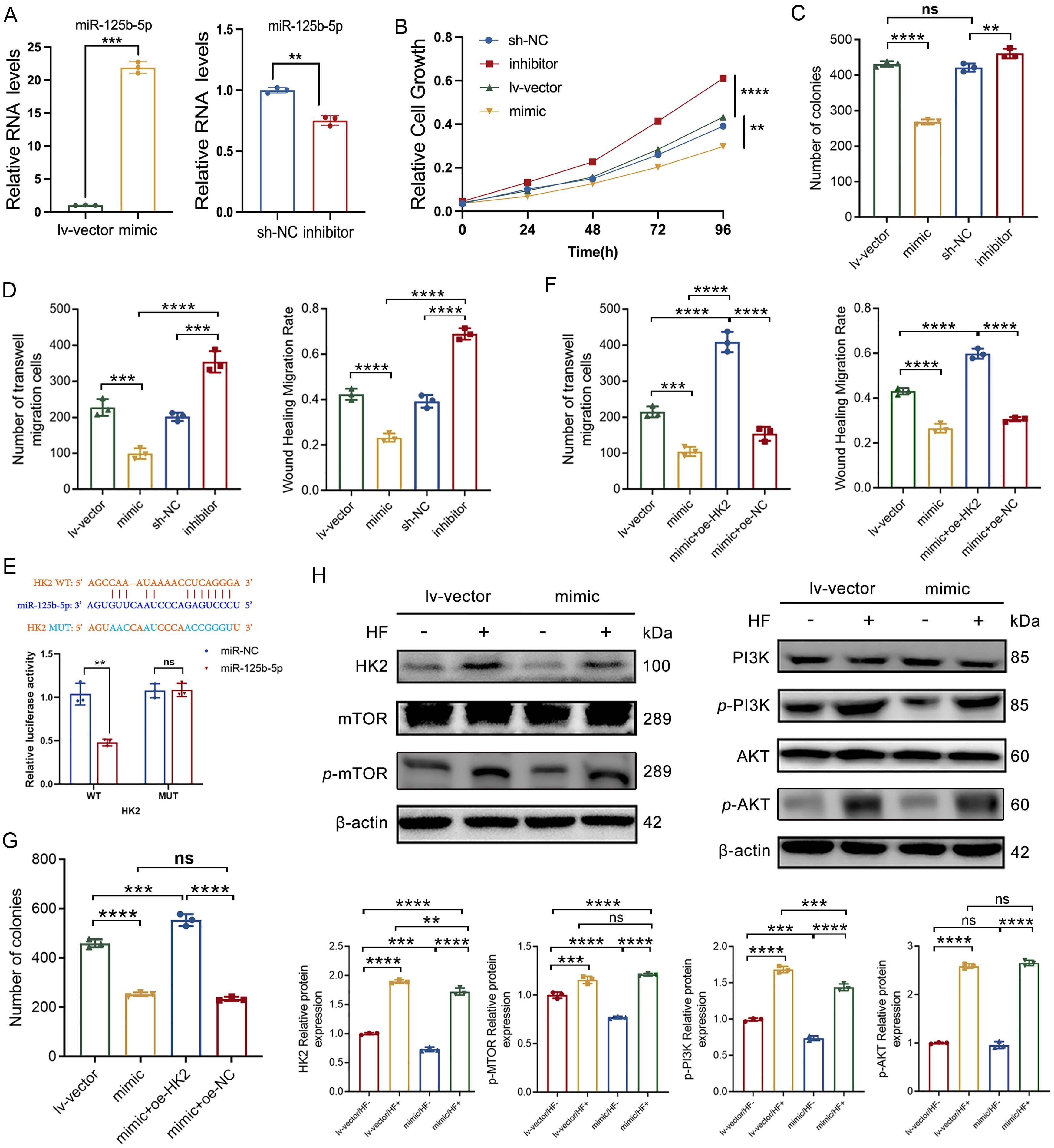 Analyses of the miR-125b-5p/HK2 axis in HUH7 cells.