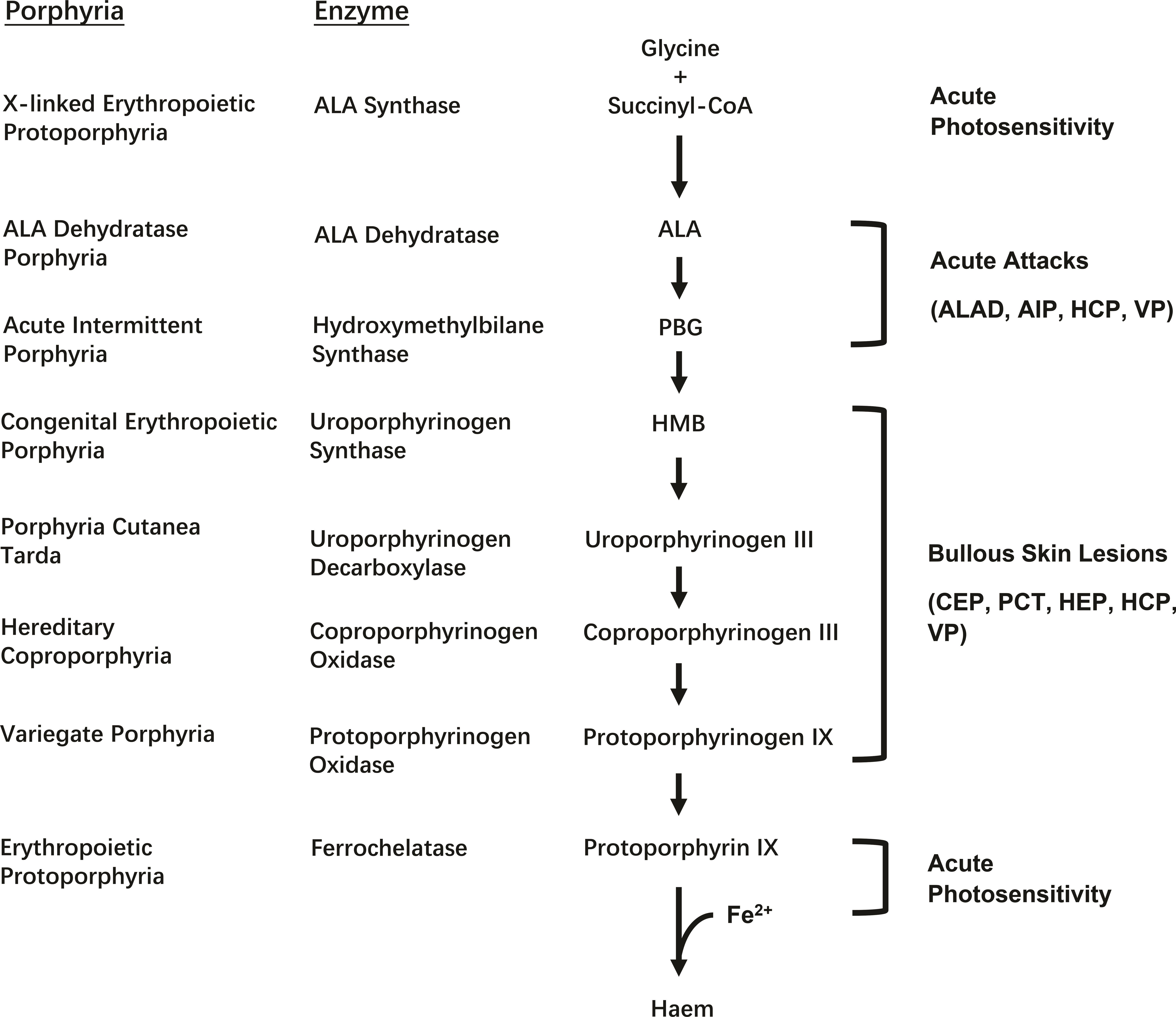 Heme Biosynthesis Pathway. 