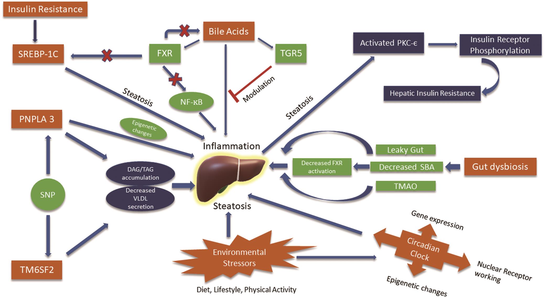 The maze of NAFLD-interactions and cross-talk among multiple factors leading to hepatic steatosis. Hepatic steatosis itself can give rise to IR.