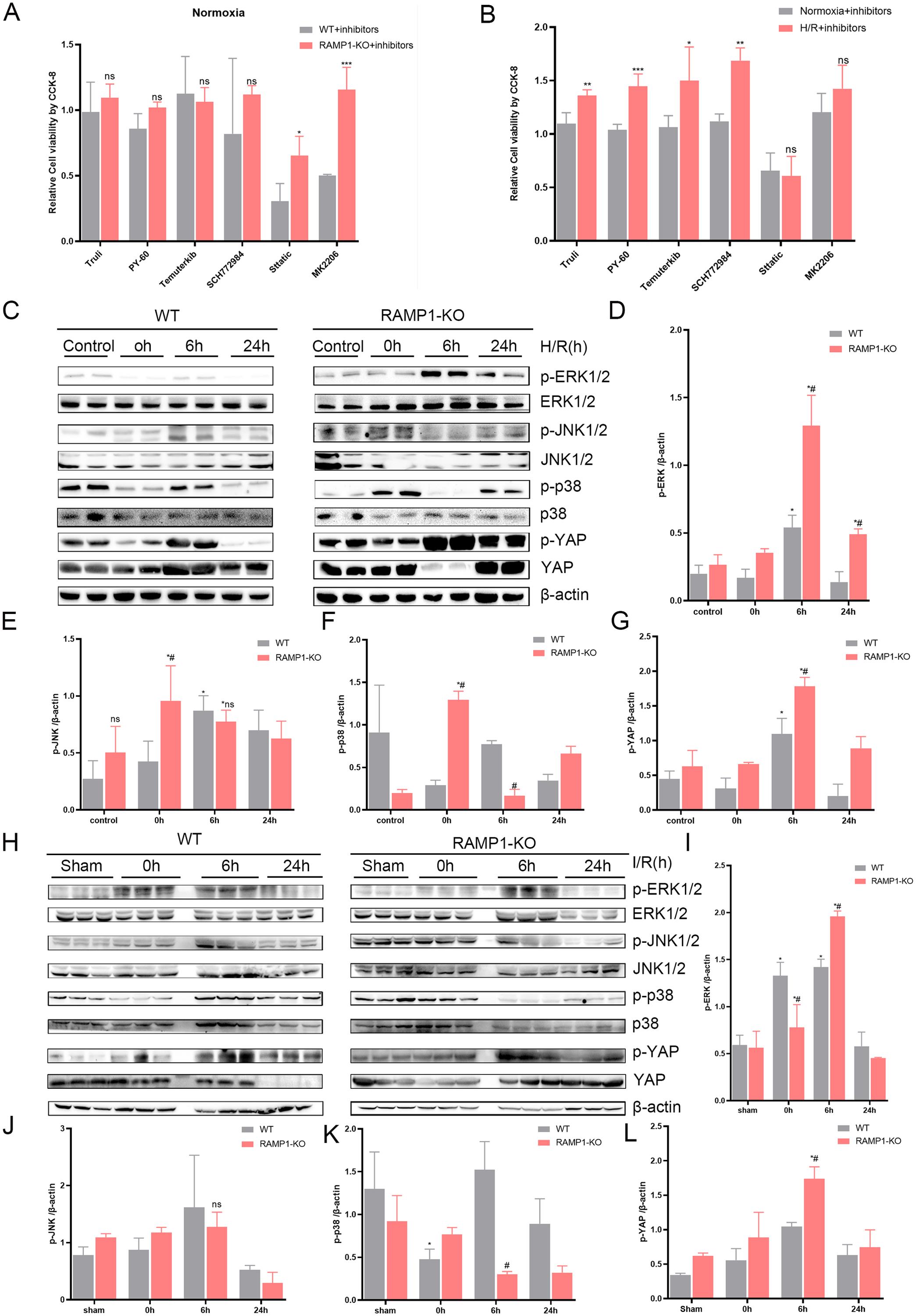 Effect of RAMP1 on ERK/MAPK pathway and YAP phosphorylation in HIRI.